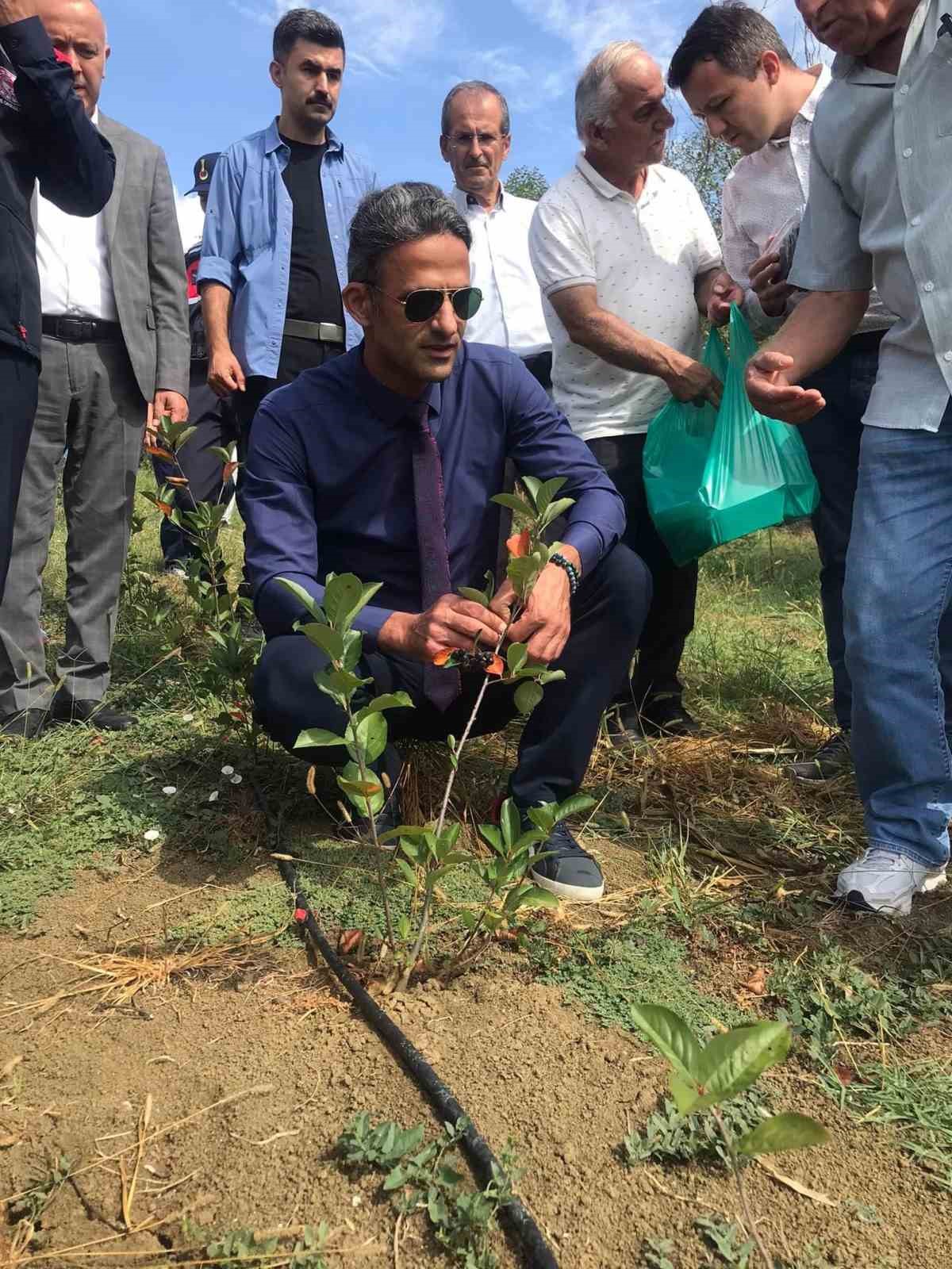 &Ccedil;aycuma kaymakamı Aronya meyvesi ilk hasadını yaptı
