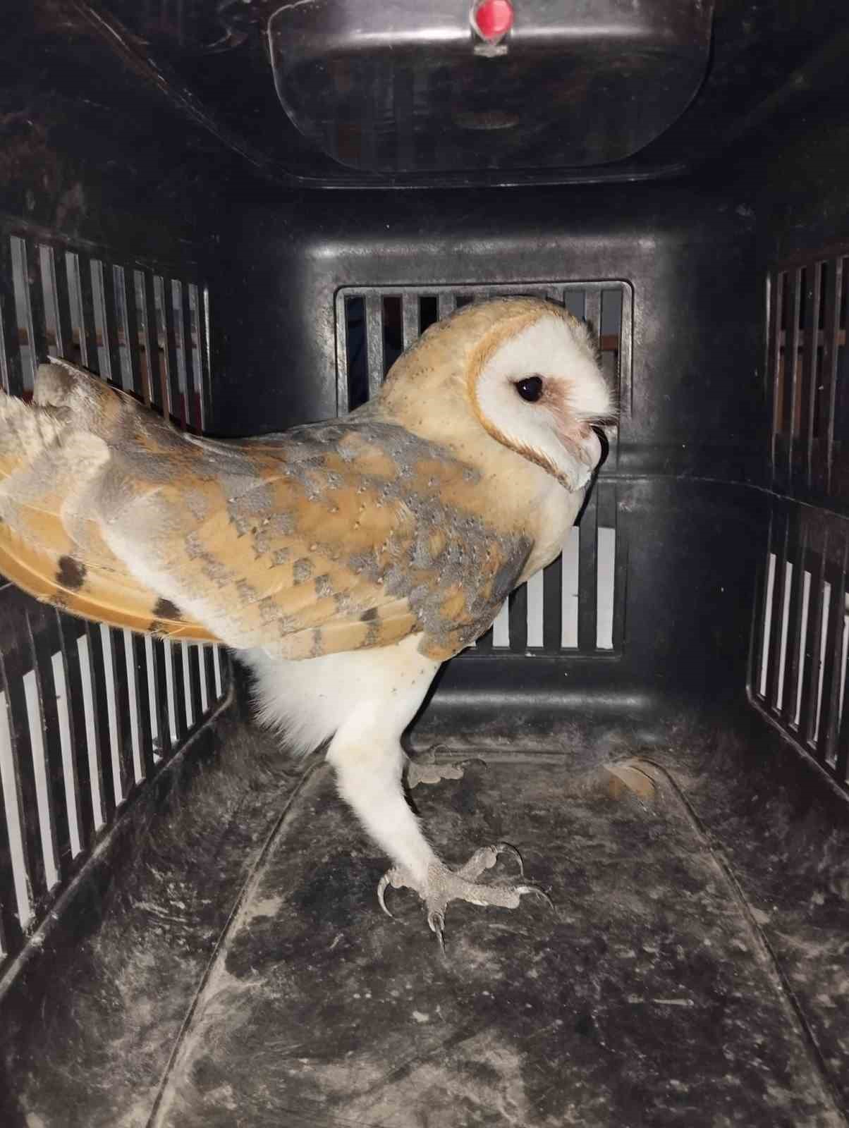 Balıkesir İtfaiyesi bacaya sıkışan baykuşu kurtardı

