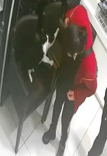 Adana&rsquo;nın asabi kedisi &rsquo;Kızım&rsquo; psikopat &ccedil;ıktı
