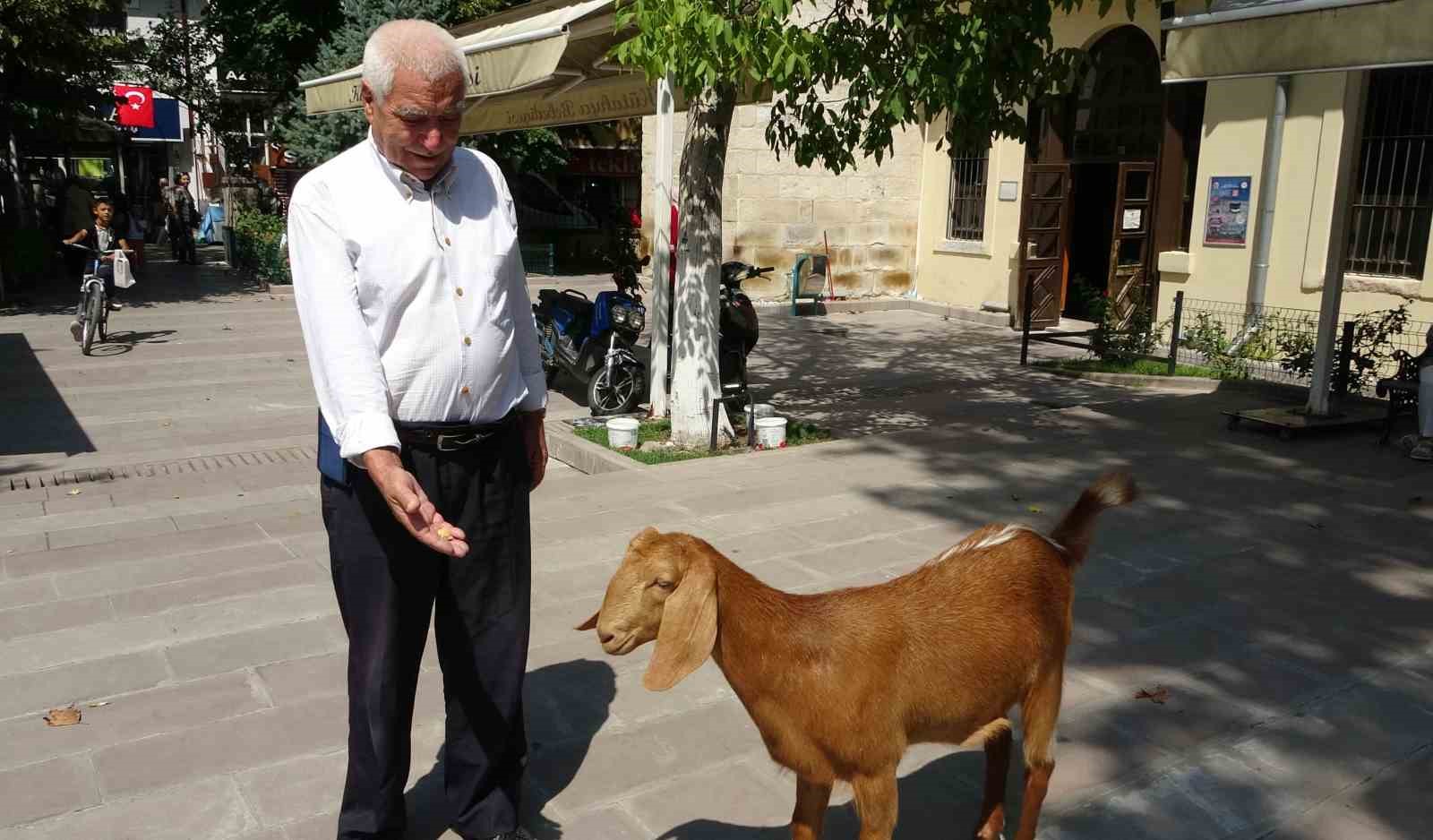 Evladı gibi sevdiği ke&ccedil;iyi yanından ayırmıyor
