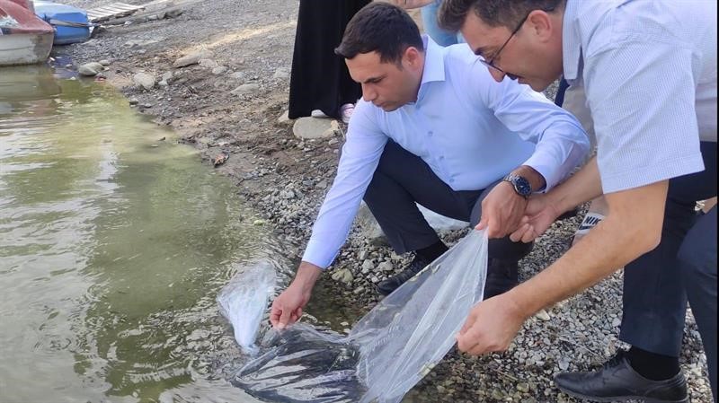 Çankırı’da göletlerdeki balık popülasyonu salınan binlerce sazan ile canlı tutuluyor
