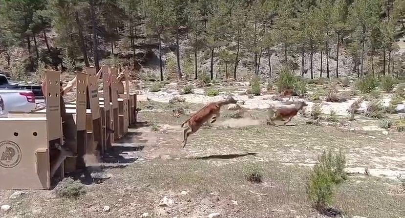 Isparta’ya bırakılan ala geyiklerin ilk yavruları fotokapanla görüntülendi
