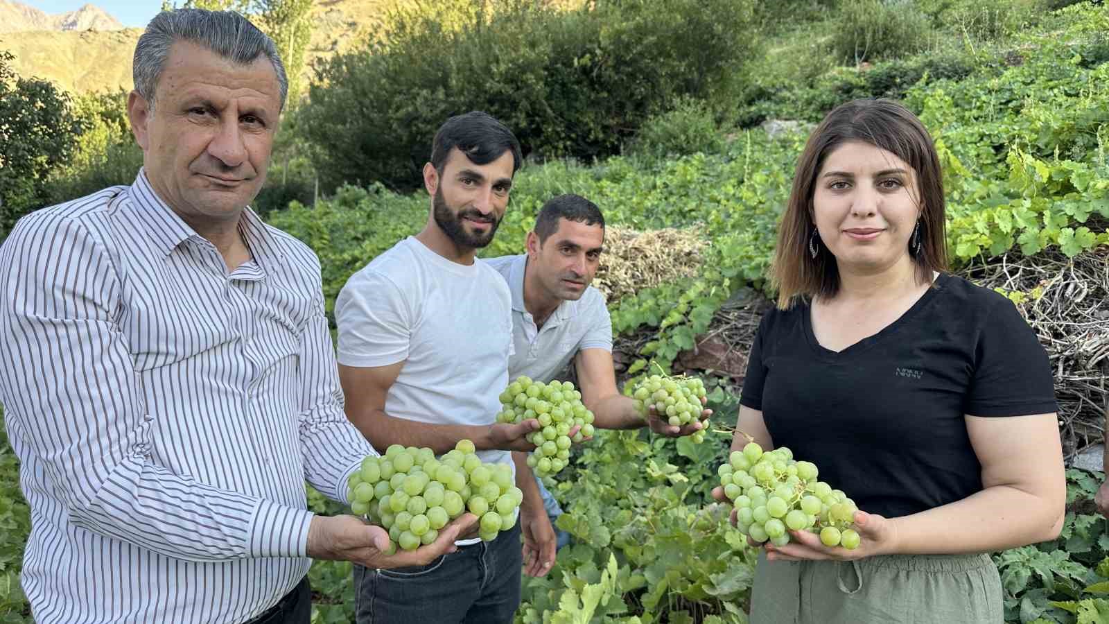 Yüksekova’nın yerli üzümünün bereketi yüz güldürüyor