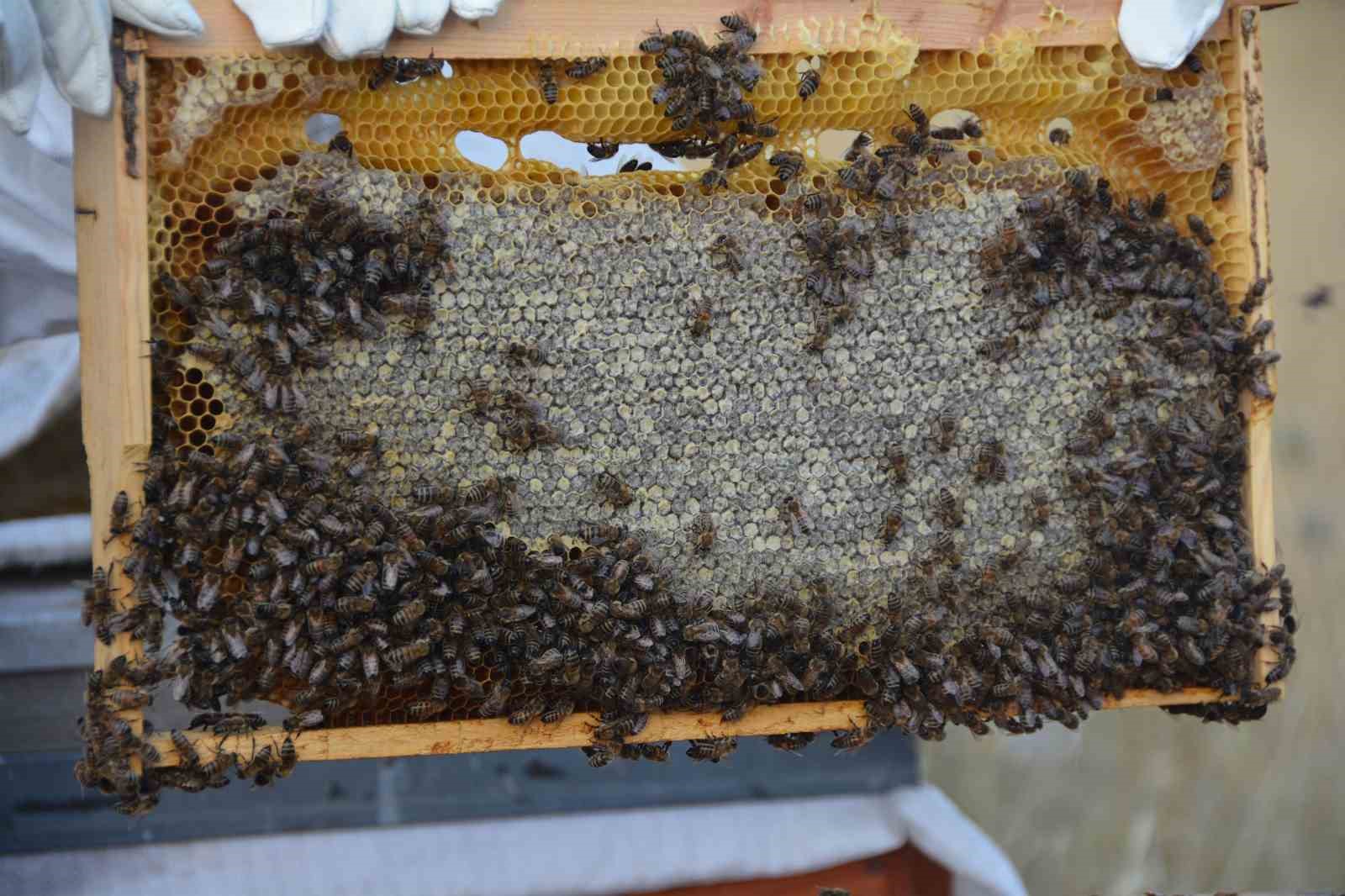 Bitlis Eren &Uuml;niversitesinde bal hasadı yapıldı
