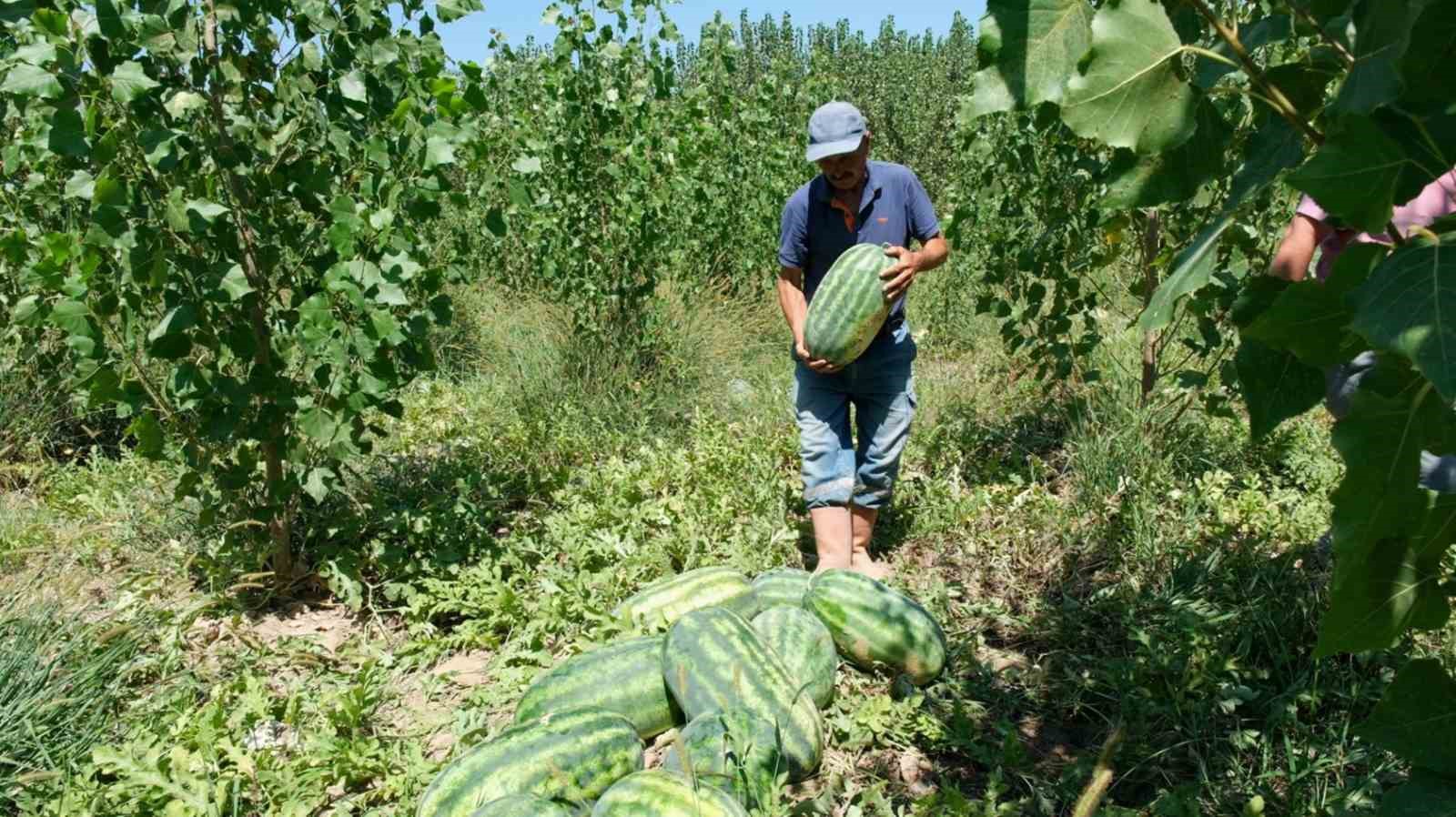 Mersin’de karpuz hasadı başladı
