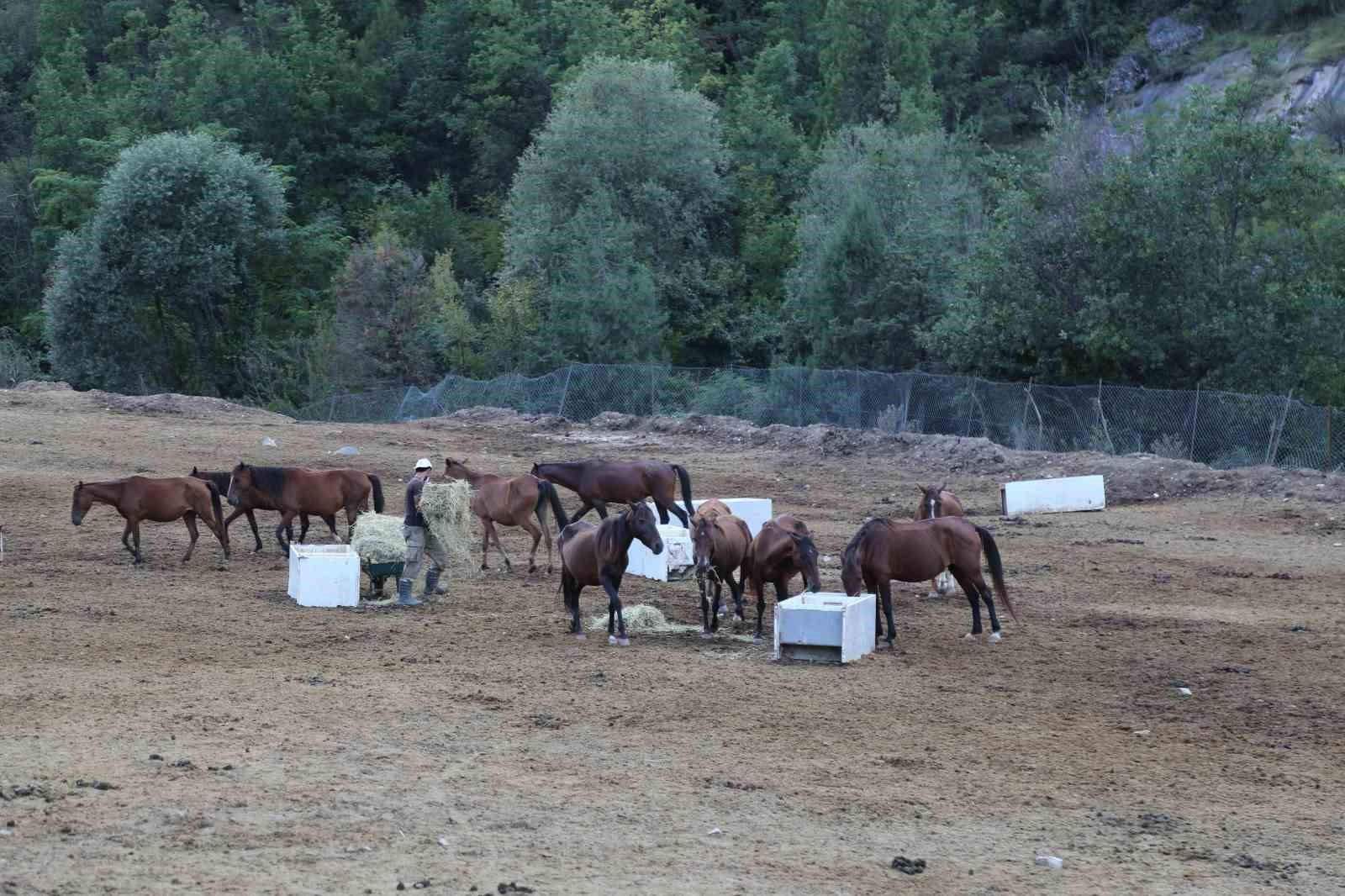 Kesilmekten kurtulan atlar 3 yıldır koruma çiftliğinde yaşamlarını sürdürüyor
