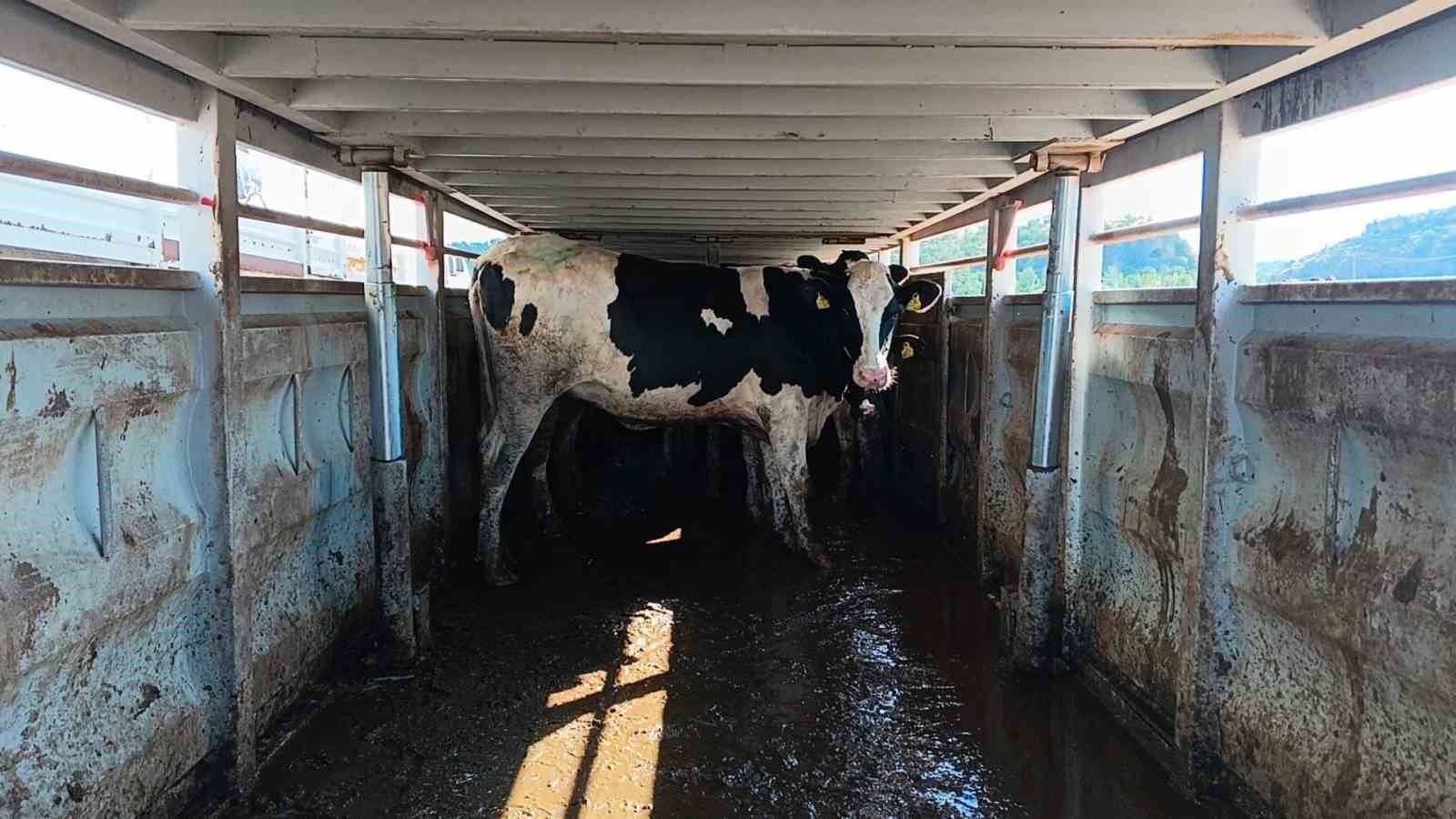 Adıyaman&rsquo;da 81 gebe d&uuml;ve dağıtıldı
