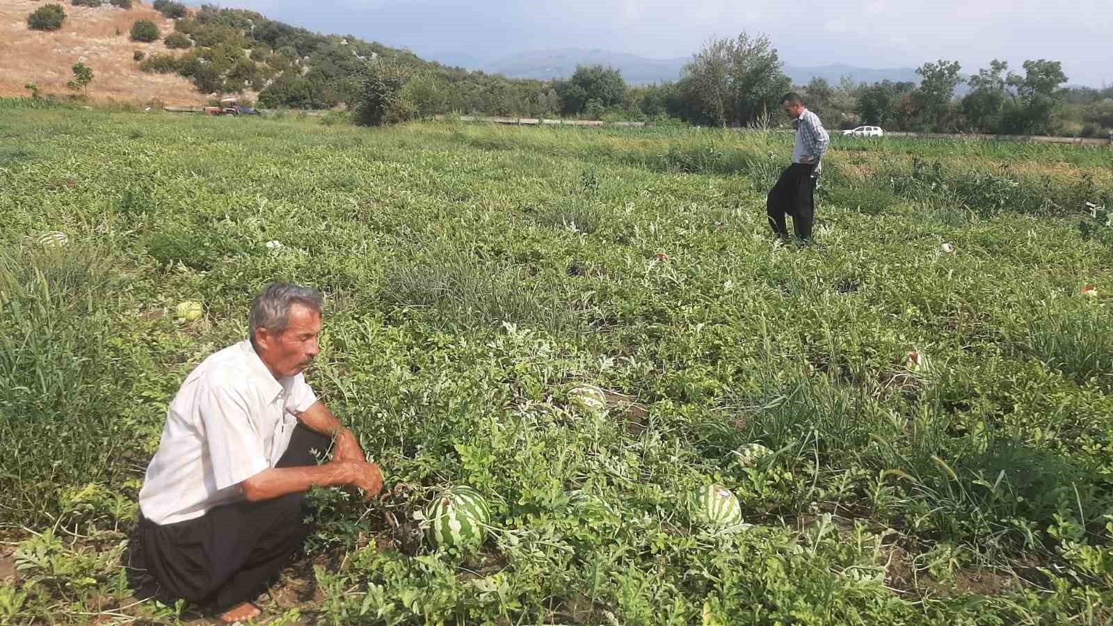 Karpuz tarlasını hasat etmeye giden çiftçiye ‘Karga’ şoku