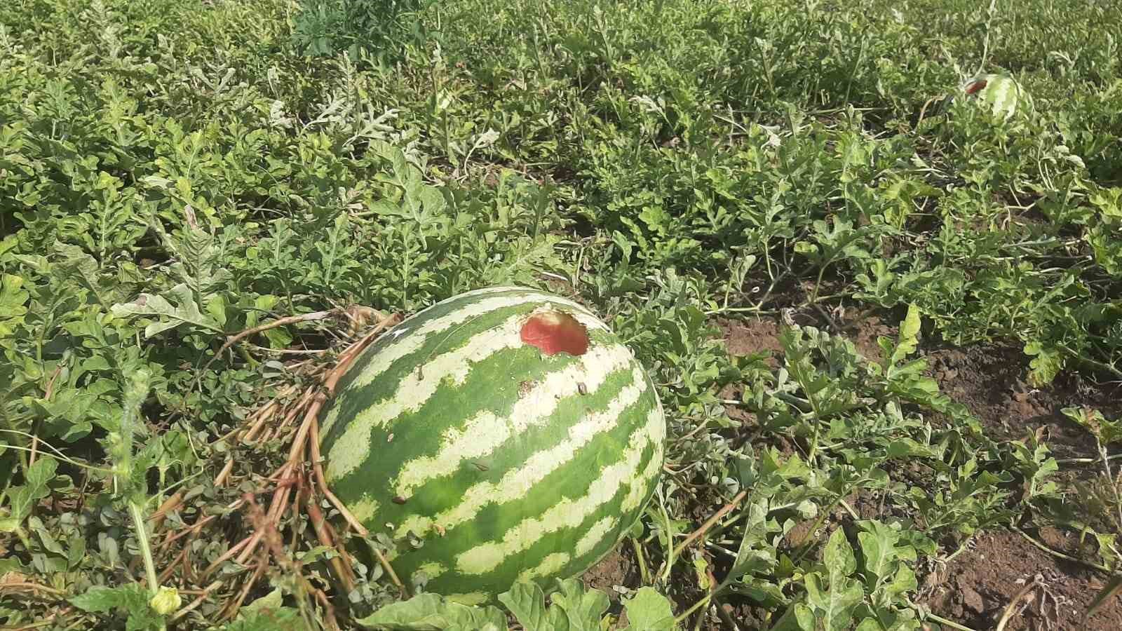 Karpuz tarlasını hasat etmeye giden çiftçiye ‘Karga’ şoku 