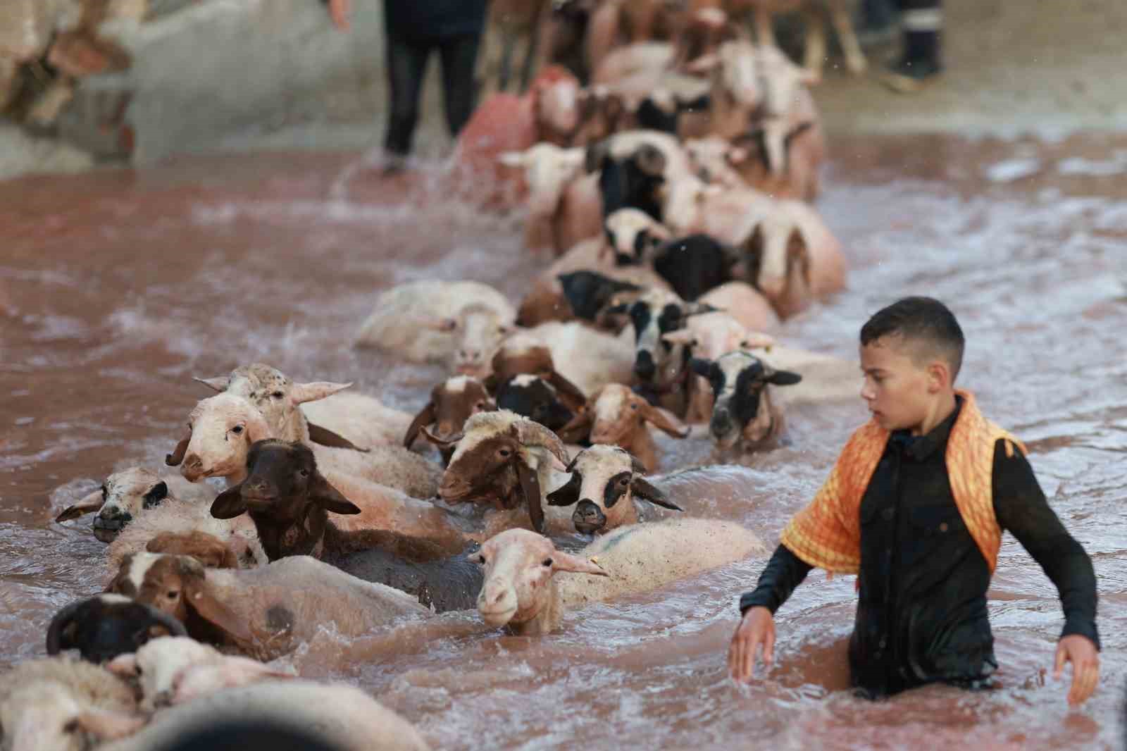 K&ouml;k boyalarla boyanıp boncuklarla s&uuml;slenen koyunlar, &ccedil;obanların arkasından suya atladı
