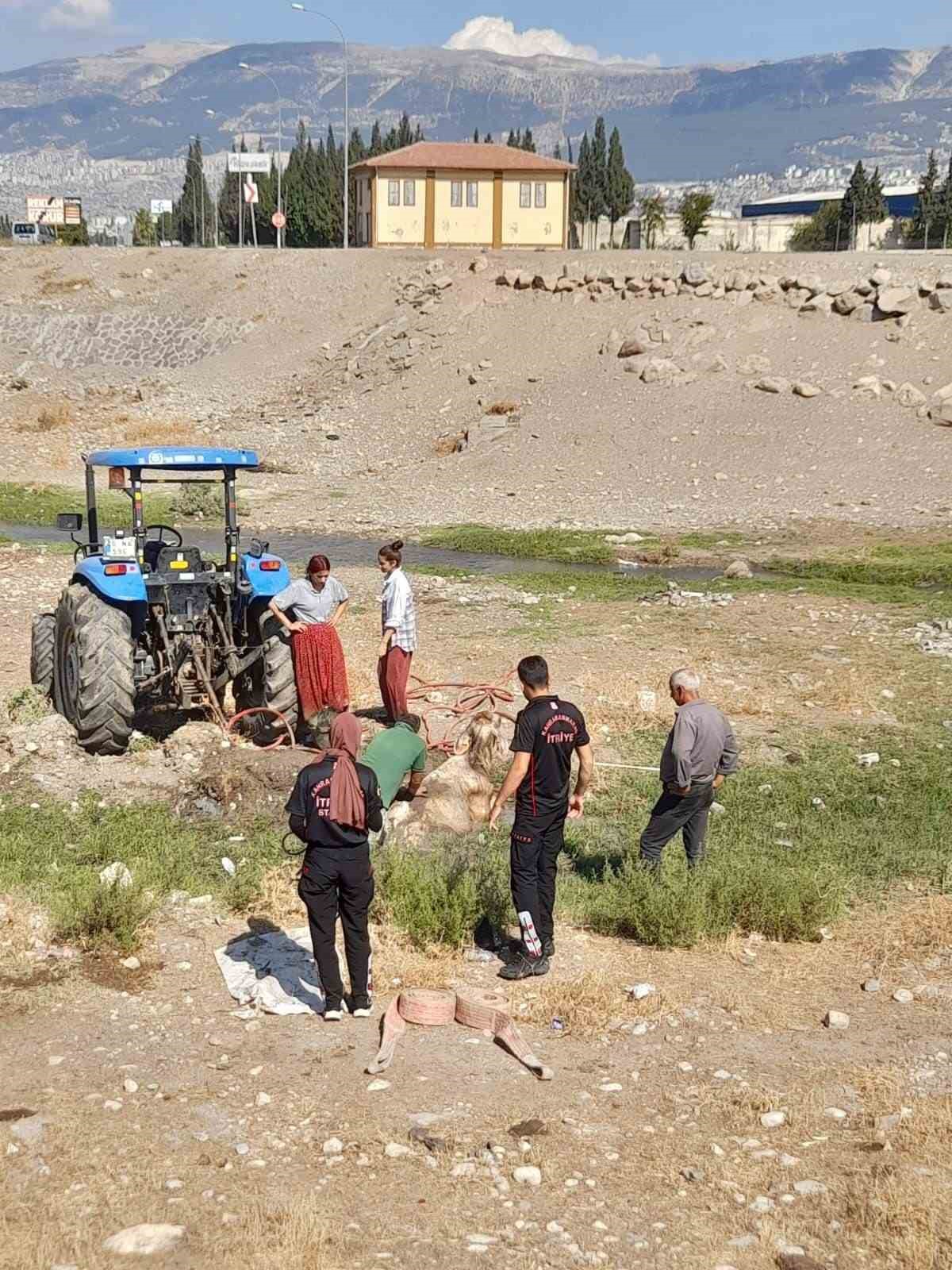 Kahramanmaraş’ta bataklığa saplanan büyükbaşı itfaiye kurtardı