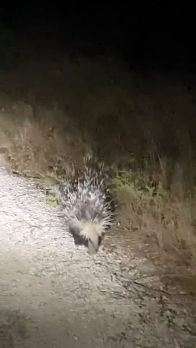 Elazığ’da oklu kirpi görüntülendi