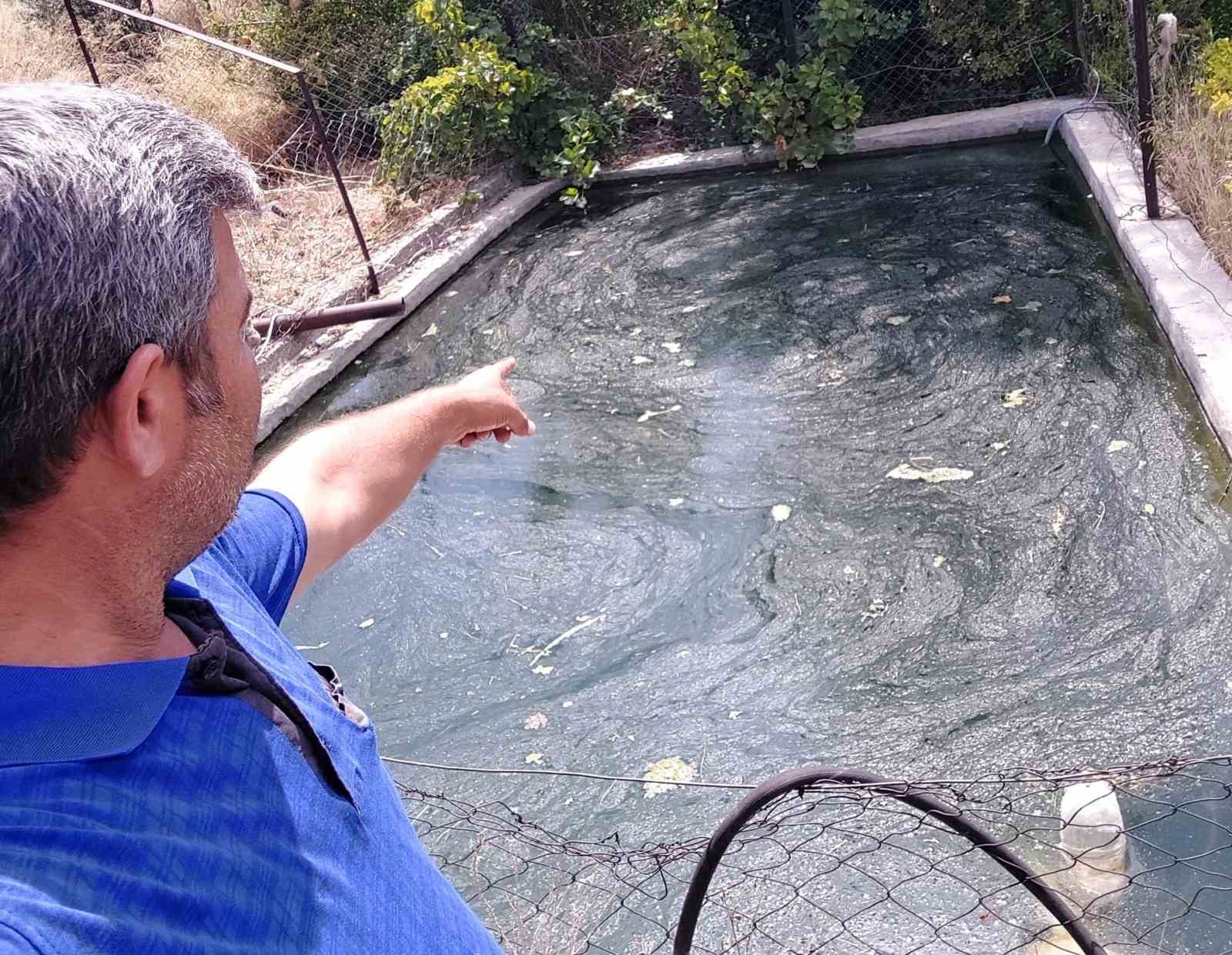 Havuzda mahsur kalan yılan ve fareyi kurtardı, ’güle güle’ diye uğurladı