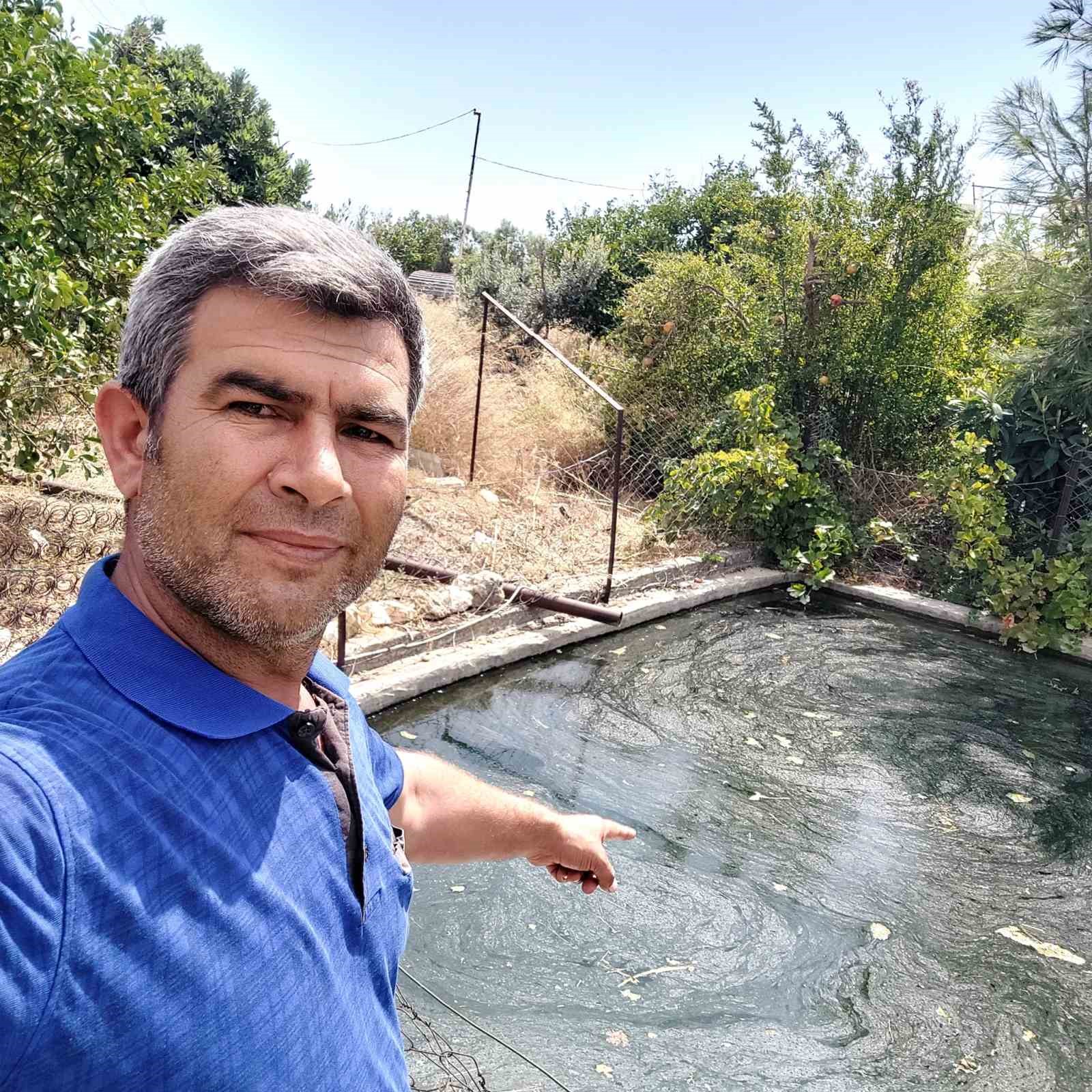 Havuzda mahsur kalan yılan ve fareyi kurtardı, &rsquo;g&uuml;le g&uuml;le&rsquo; diye uğurladı
