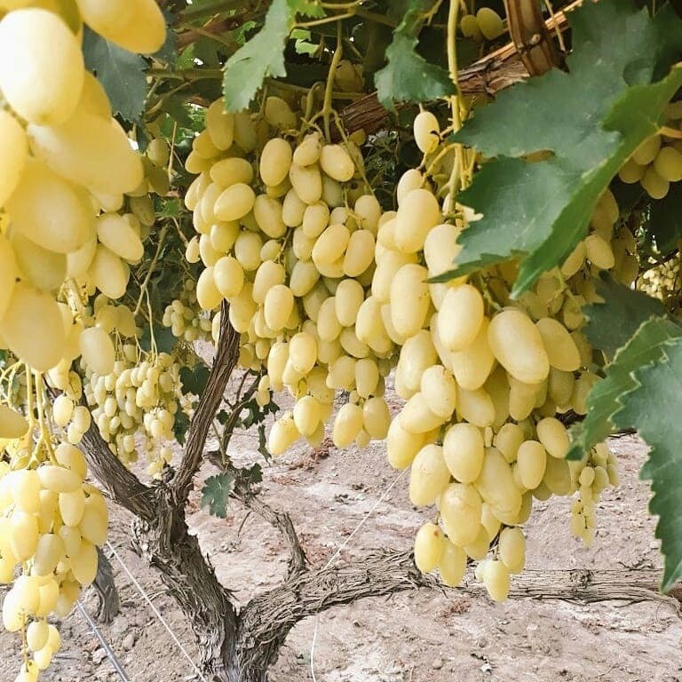 Manisa&rsquo;da Mevlana &Uuml;z&uuml;m&uuml; dalında 25 TL&rsquo;den satılıyor
