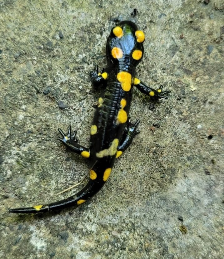 Koruma altındaki &rsquo;Benekli Semenderler&rsquo; Kemaliye&rsquo;de g&ouml;r&uuml;nt&uuml;lendi
