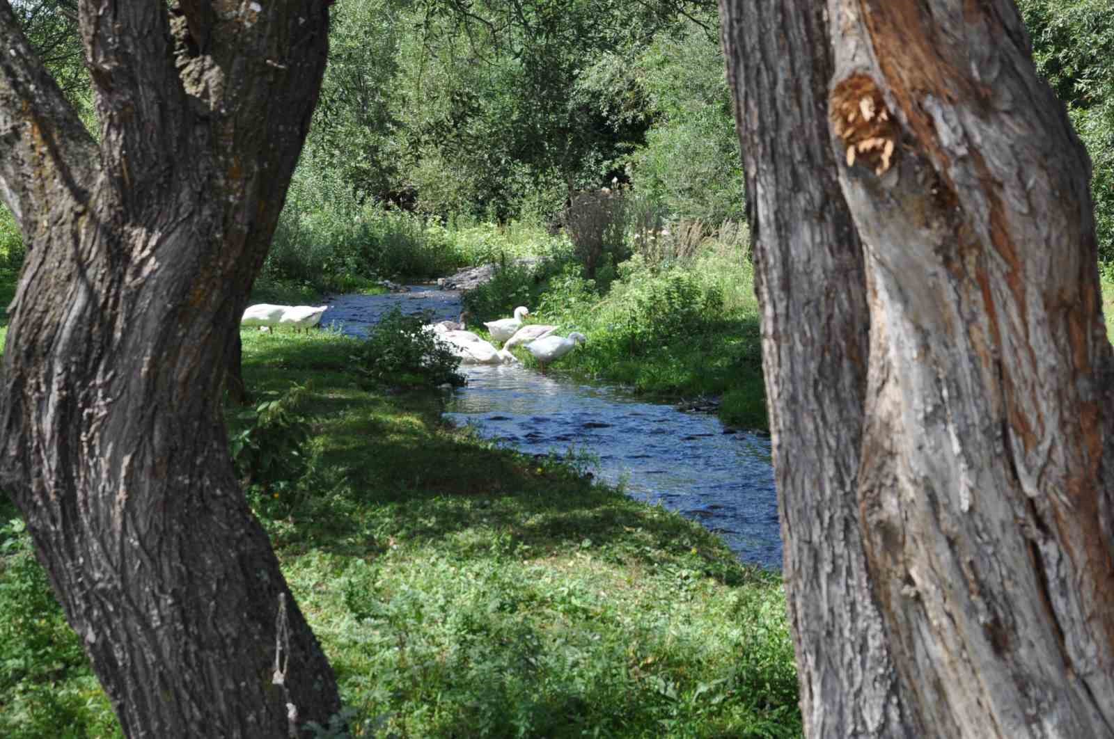 Kars kazına yoğun talep
