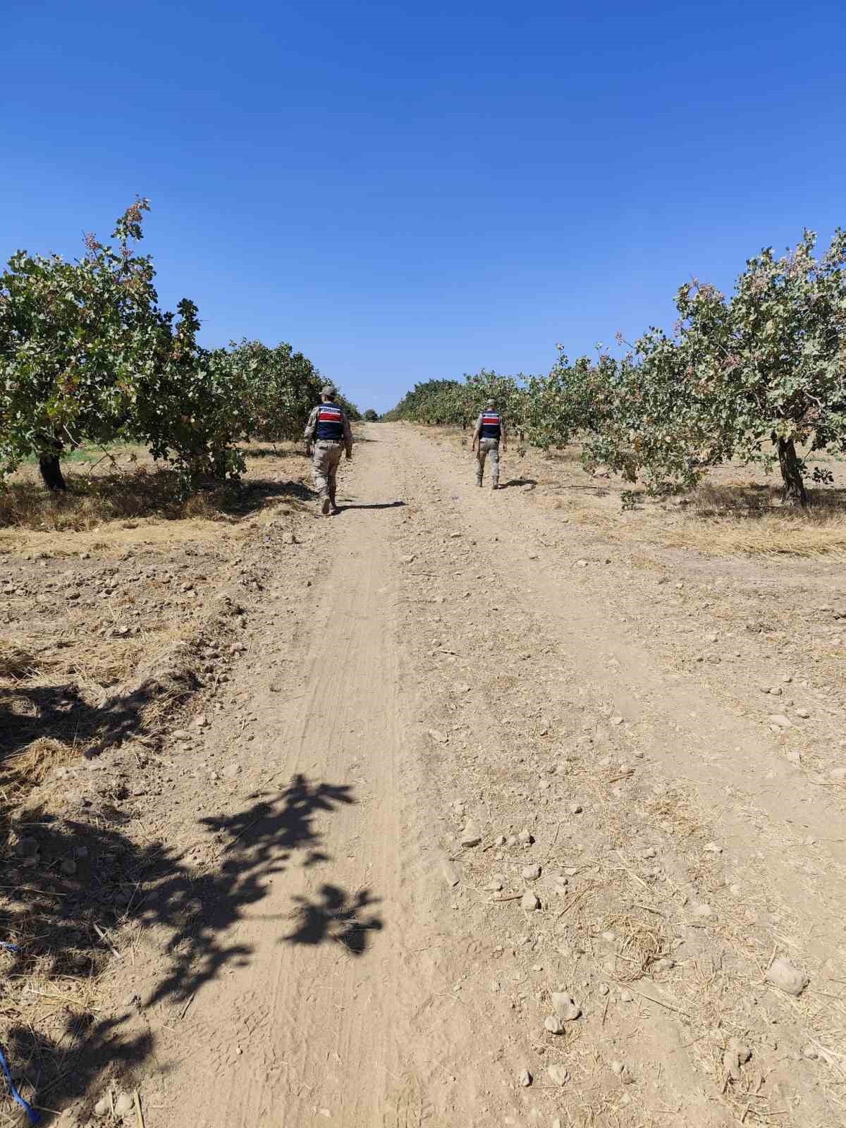 Şanlıurfa’da fıstık hırsızları suçüstü yakalandı