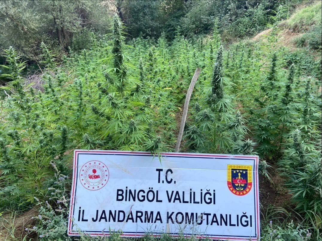 Bingöl’de 225 kök kenevir ele geçirildi