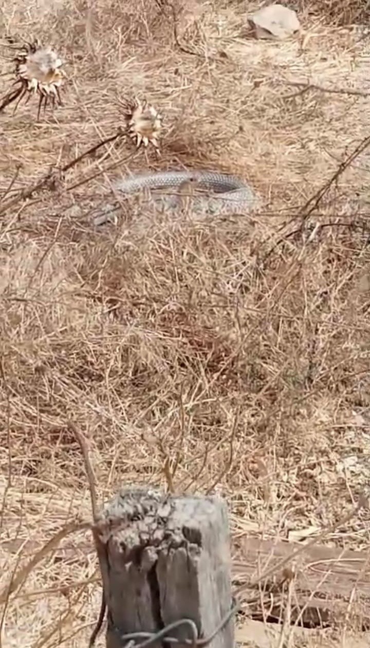 &Ccedil;anakkale&rsquo;de telefonla g&ouml;r&uuml;nt&uuml;lediği Bozy&ouml;r&uuml;k yılanının saldırısına uğradı
