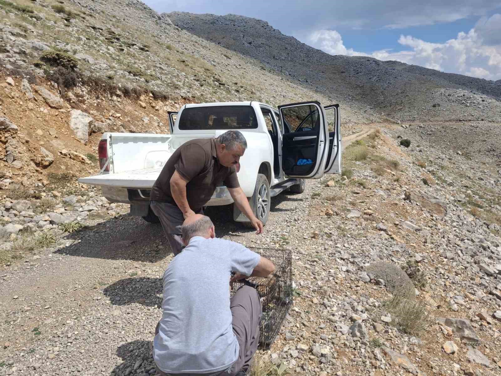 Yaralı bulunan kızıl şahin tedavi edilerek doğaya salındı