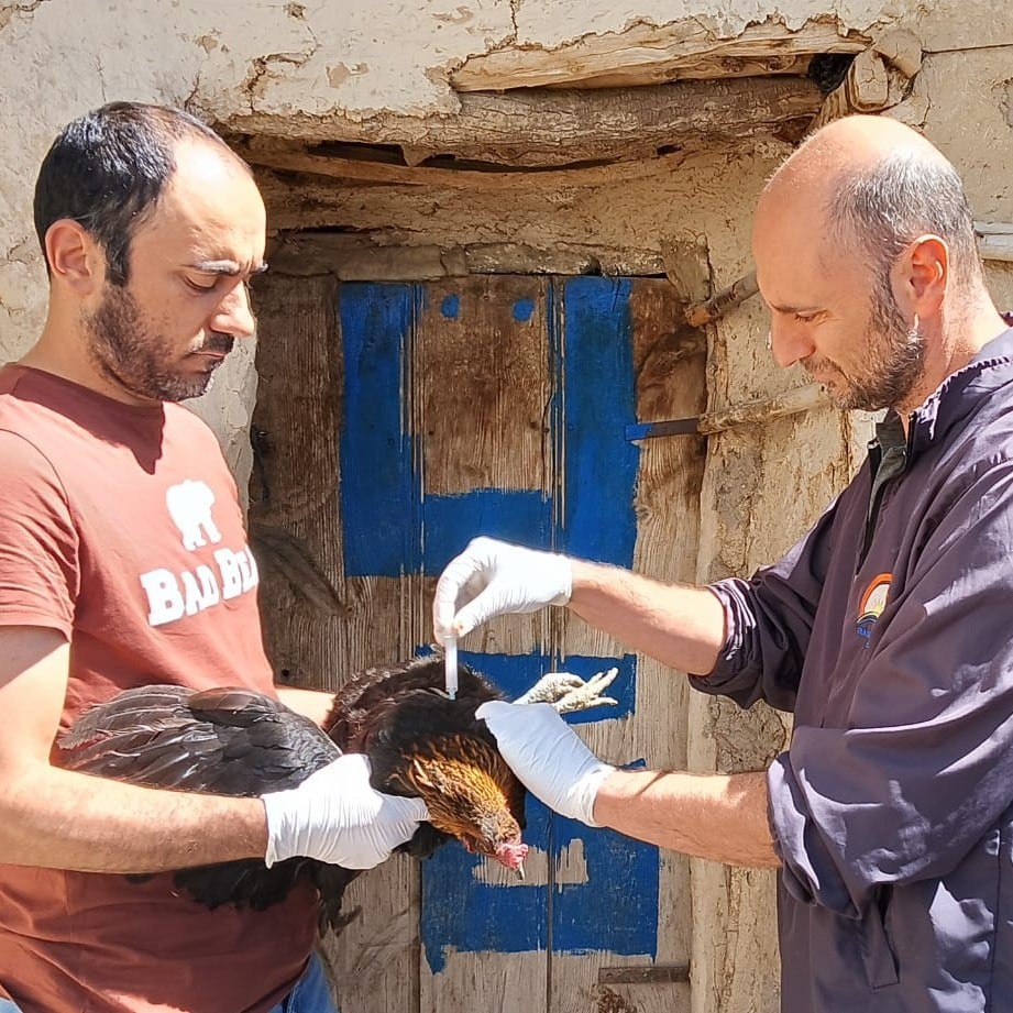 Sağlıklı yumurta üretimi çalışmaları devam ediyor
