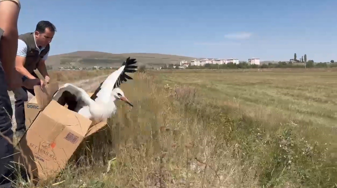 Kars’ta tedavi edilen leylekler doğaya bırakıldı
