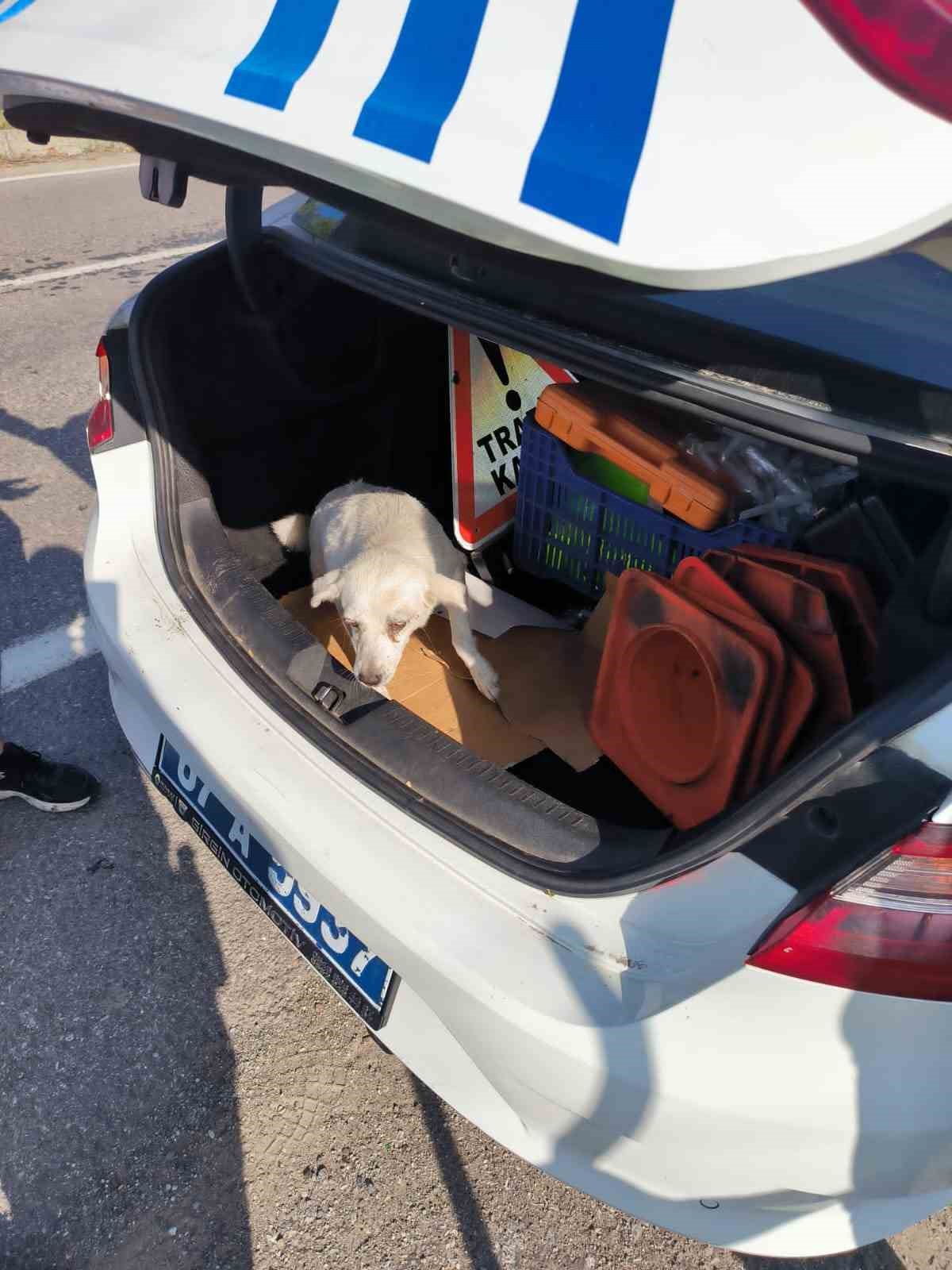 Polis ekipleri yaralı köpeği kurtardı