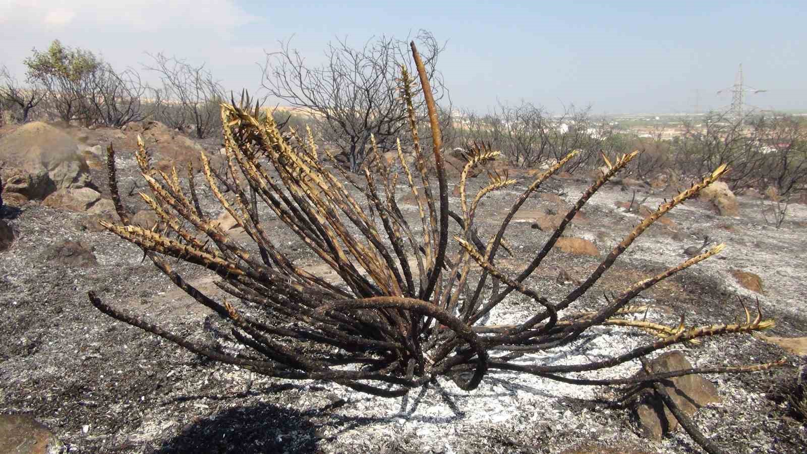 Mersin&rsquo;de makilik alanda &ccedil;ıkan yangın s&ouml;nd&uuml;r&uuml;ld&uuml;
