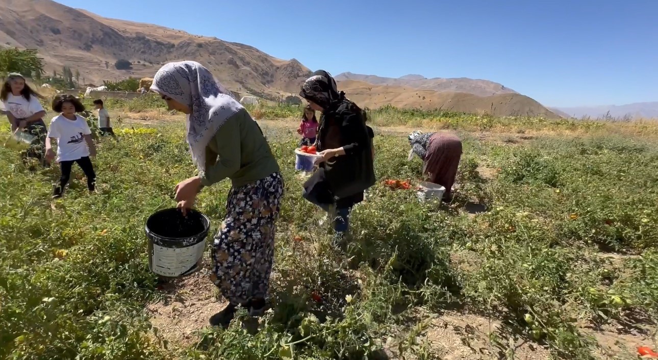 Yüksekova’da kadınların eliyle domates hasadına başlandı
