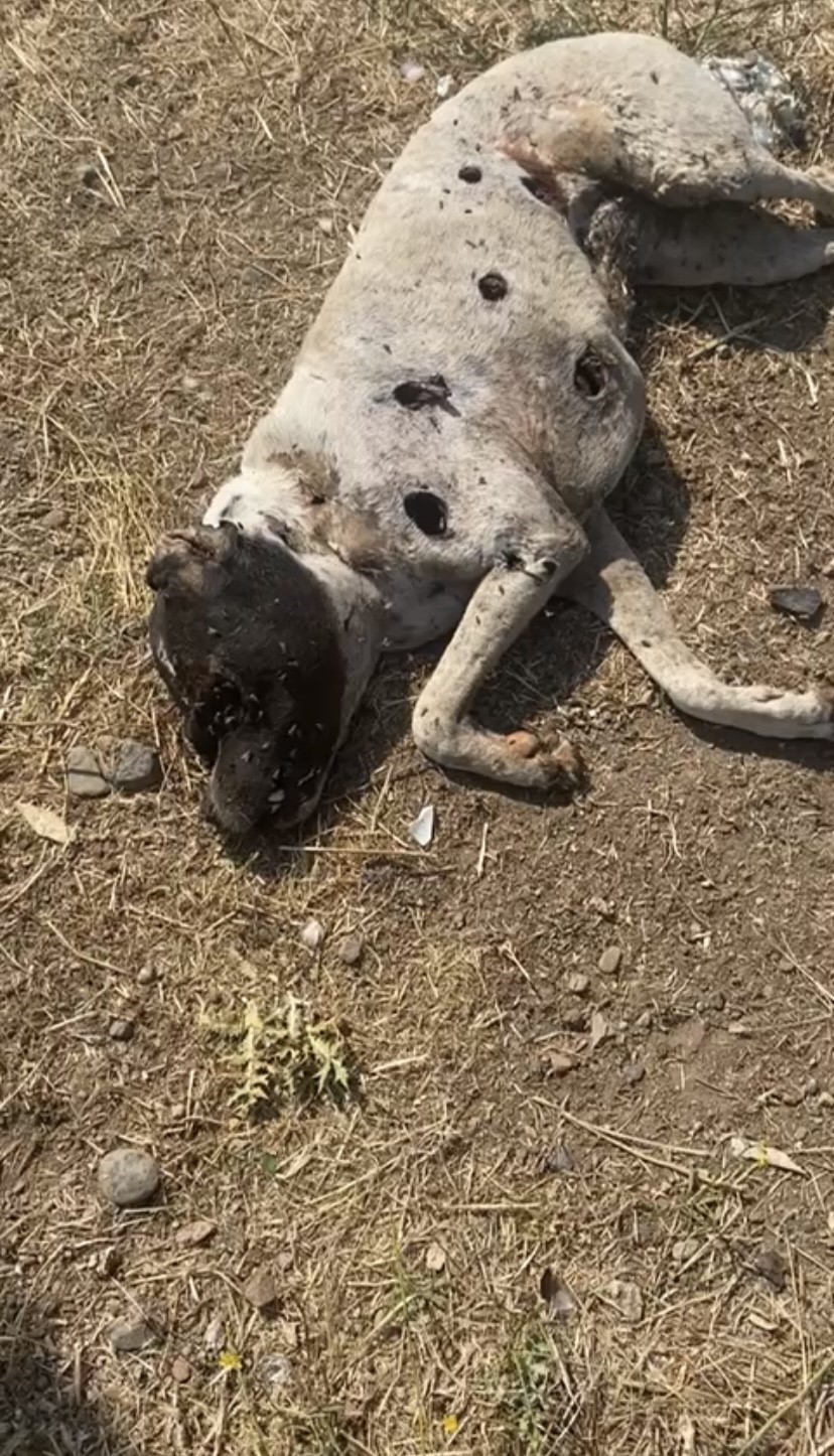 Ayvacık Kaymakamlığı k&ouml;pek &ouml;l&uuml;mleriyle ilgili inceleme başlattı
