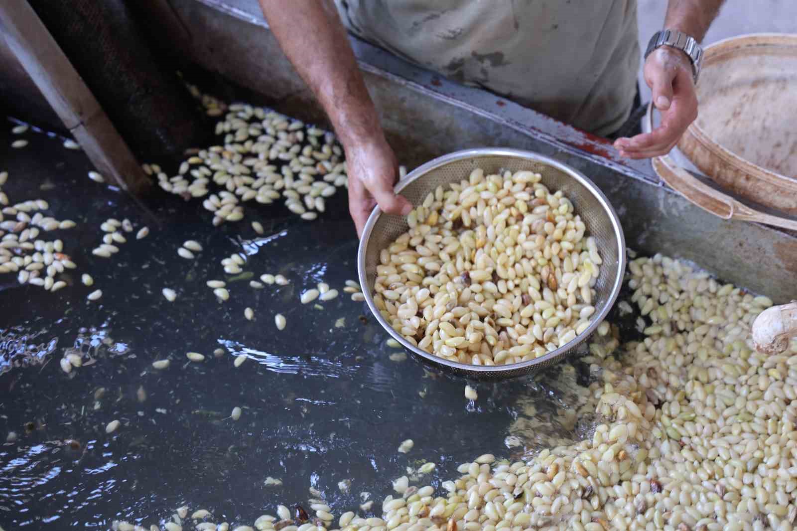 Kahramanmaraş’ta baklavalık fıstık hasadı
