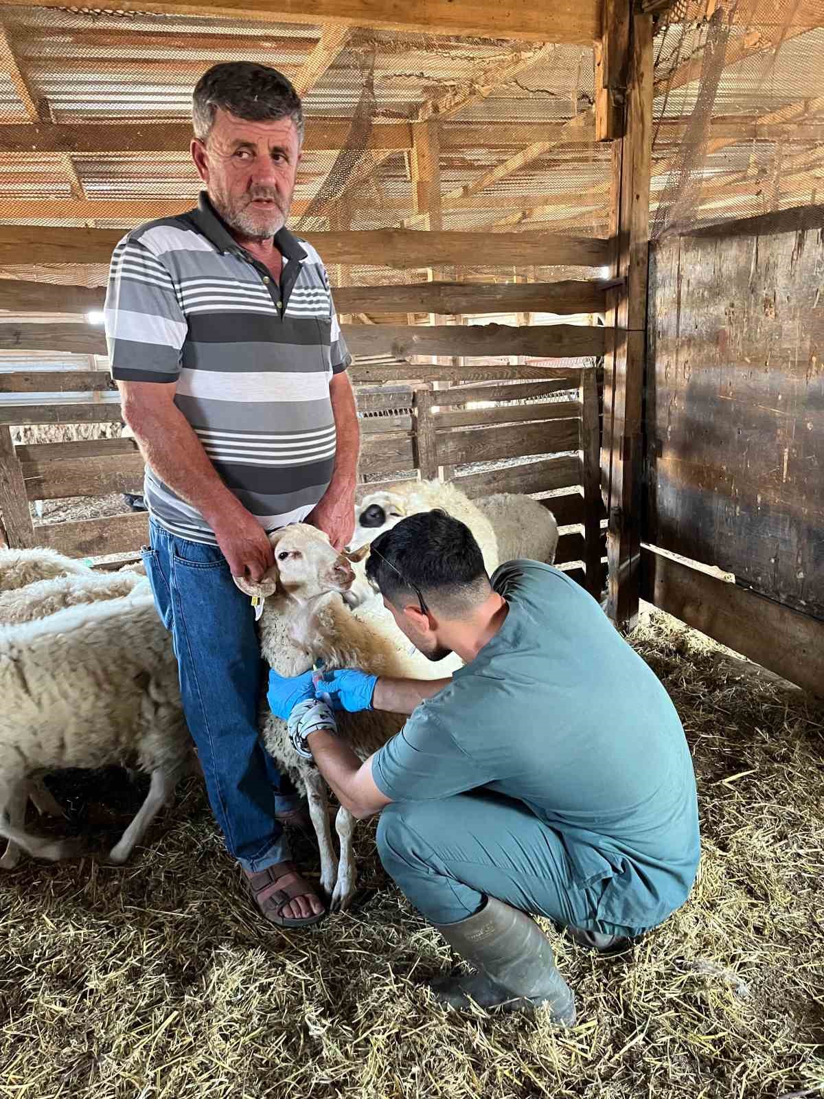 Gökçeada’da Şap Hastalığı Arilik Çalışması Başladı
