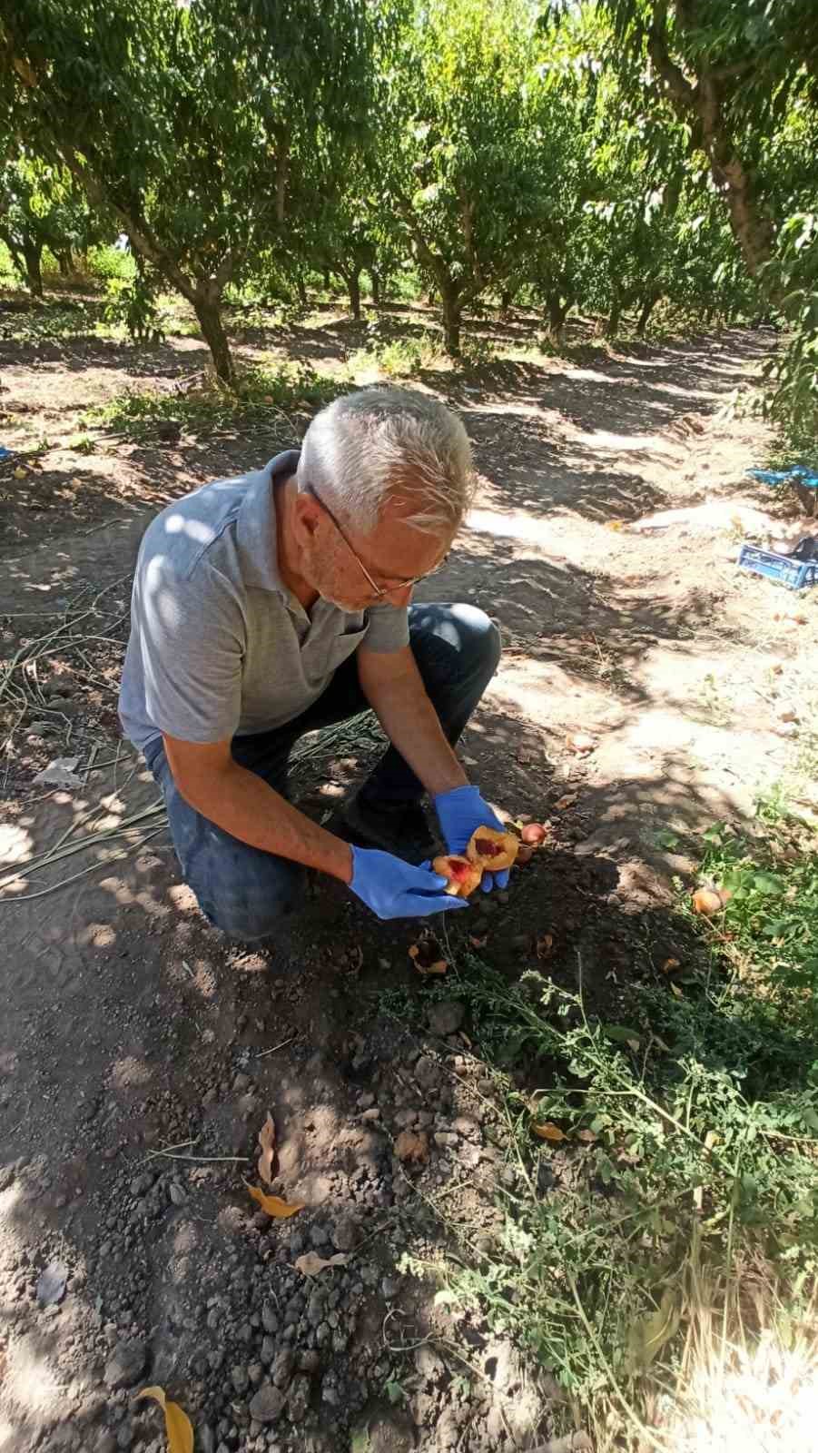 Elazığ’da şeftali bahçelerinde zararlı kontrolleri devam ediyor