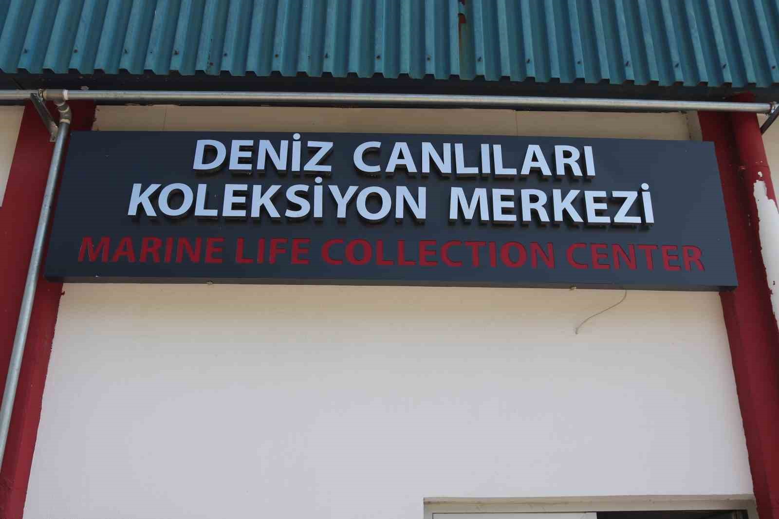 Körfezin temizliği için ‘istiridye’ önerisi
