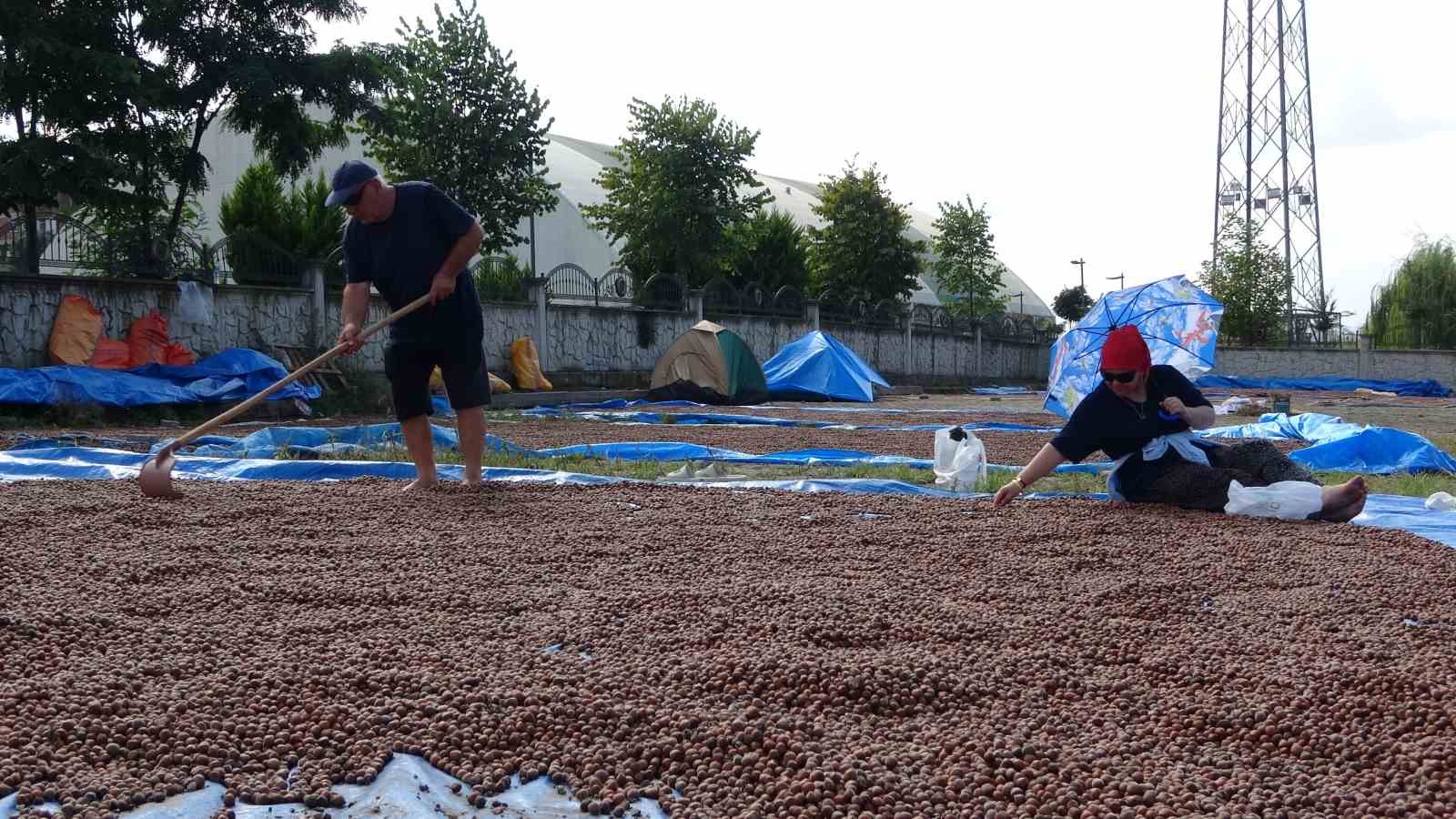 Ordu’da üreticilerin zorlu fındık kurutma mesaisi