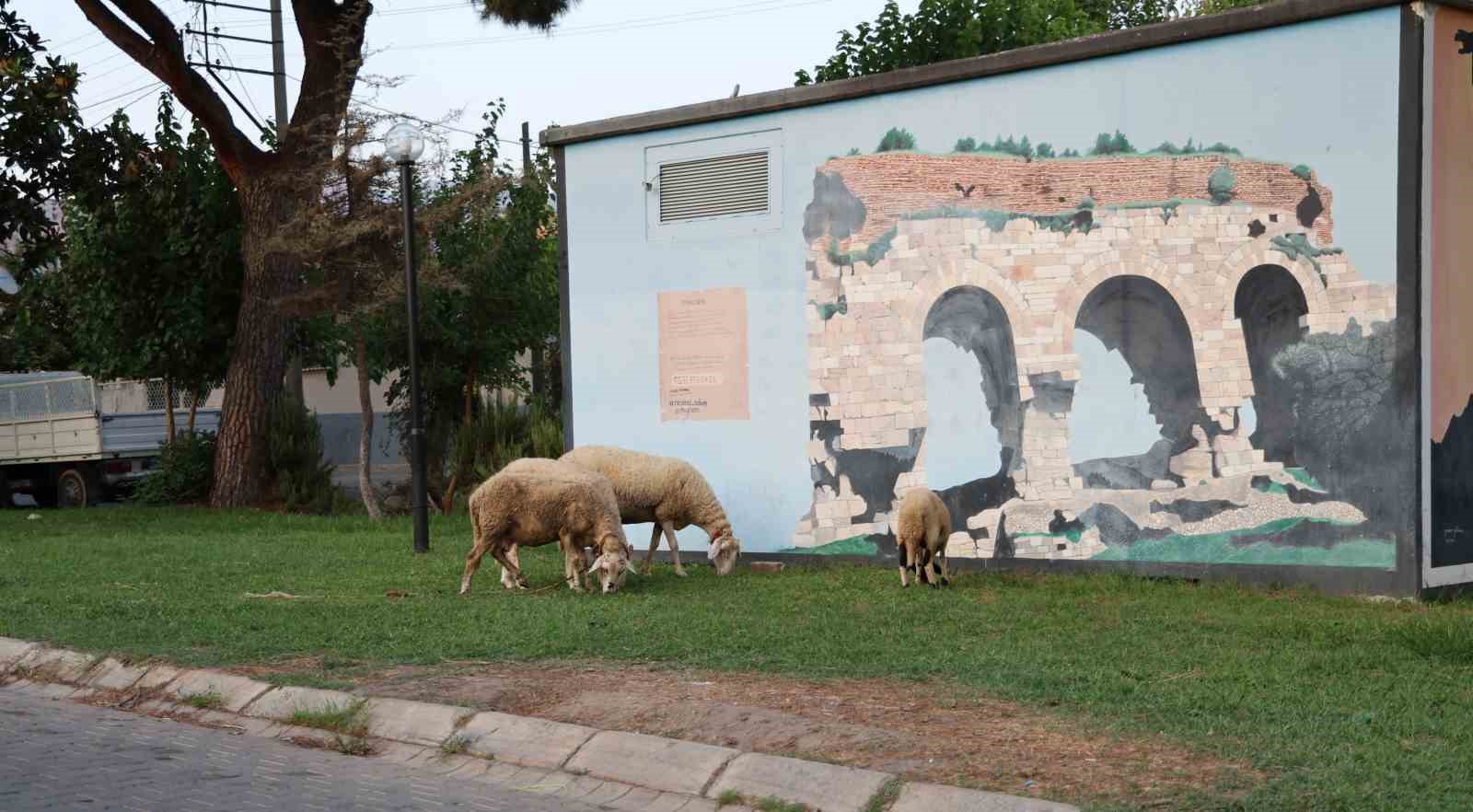 Doğurganlık hızının hızla düştüğü Aydın’da parklar koyunlara kaldı