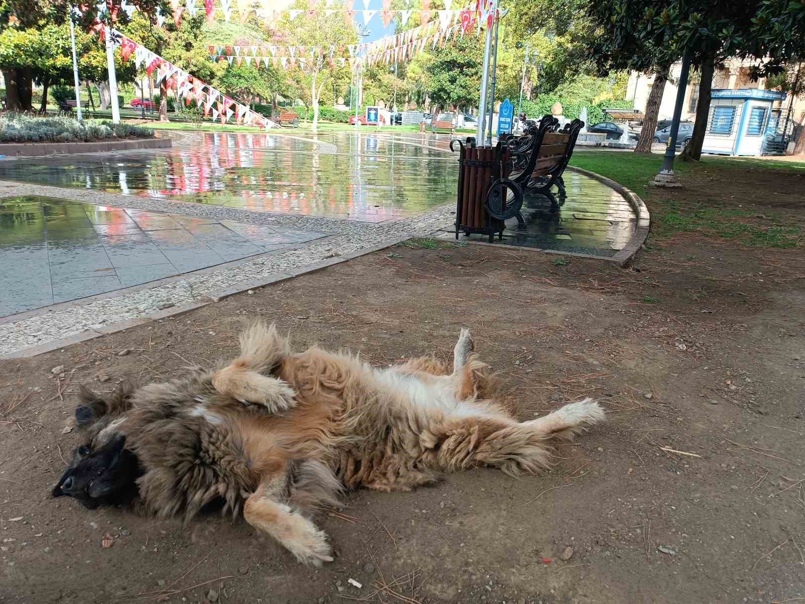 İlginç şekilde uyuyan köpek dikkat çekti