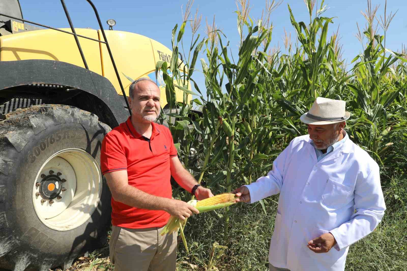 Üreten Üniversite NÖHÜ’de mısır hasadı başladı