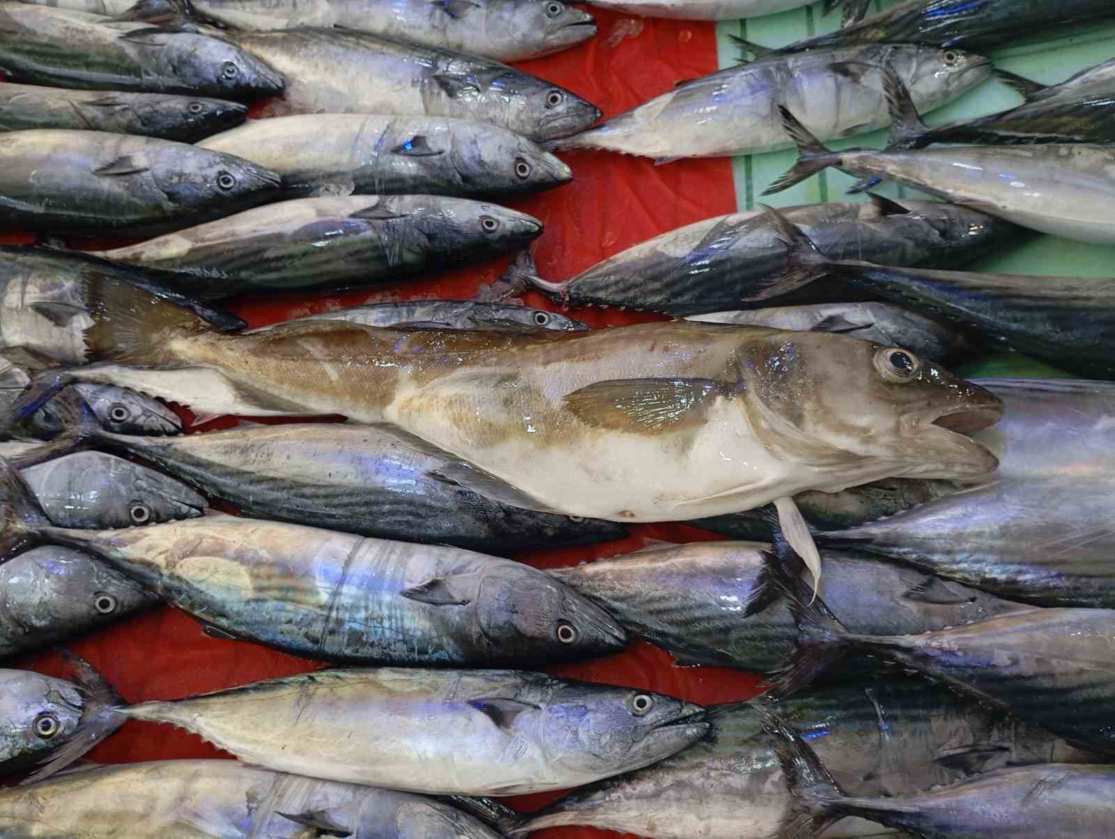 Ordu’da balıkçıların ağına 1 kilogramlık mezgit balığı takıldı