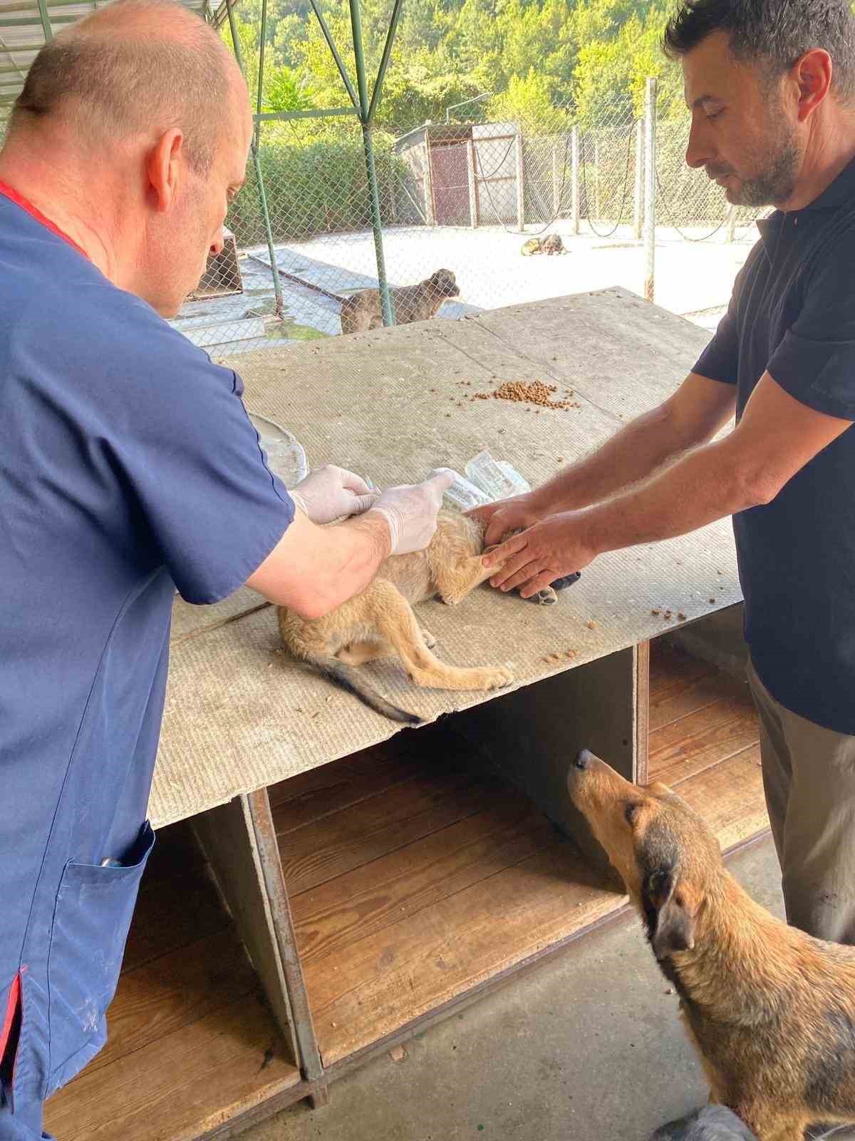 Devrek Belediyesi’nden hayvan barınağına ortak çalışma