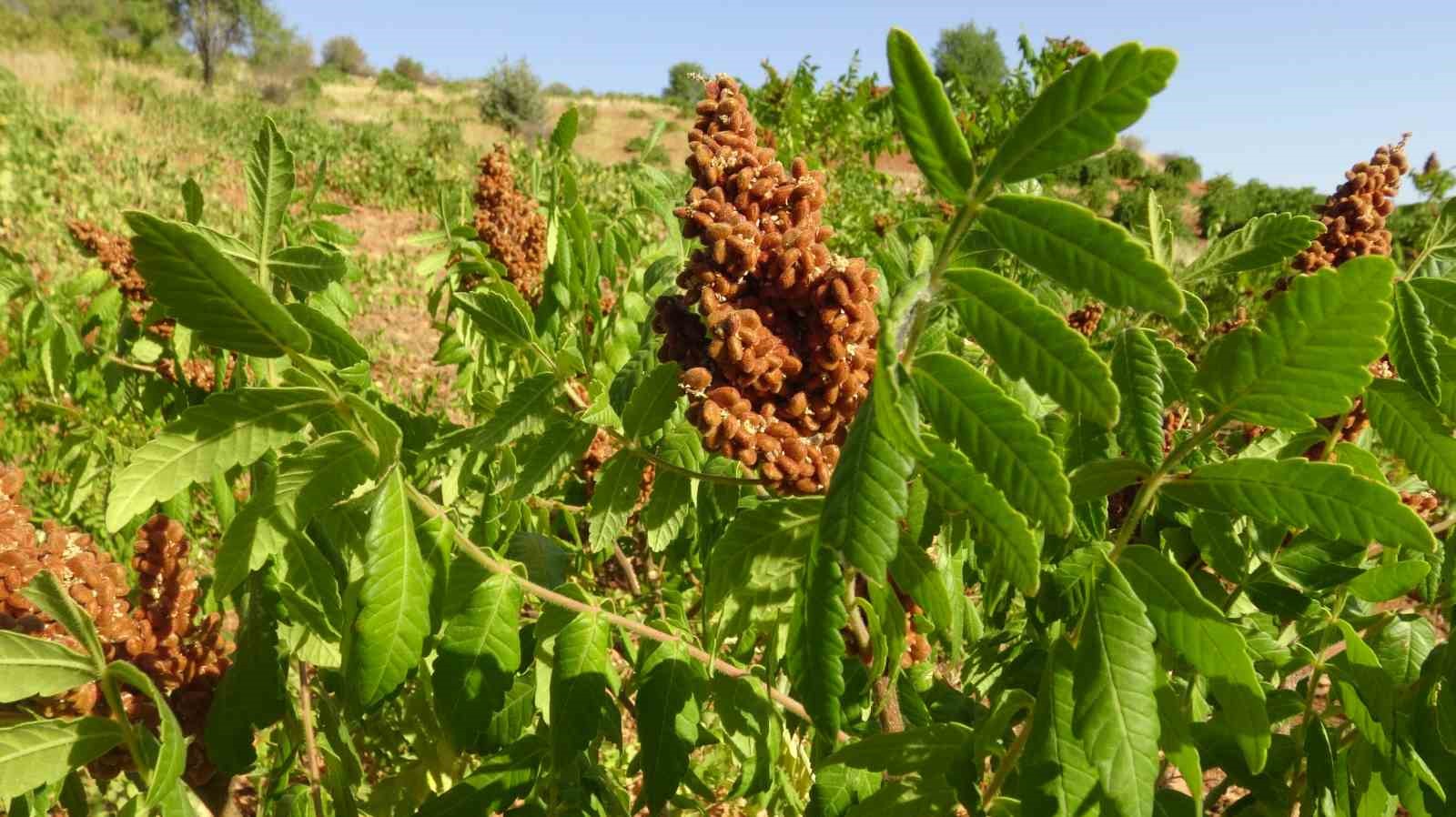 Gerc&uuml;ş&rsquo;te sumak hasadı başladı
