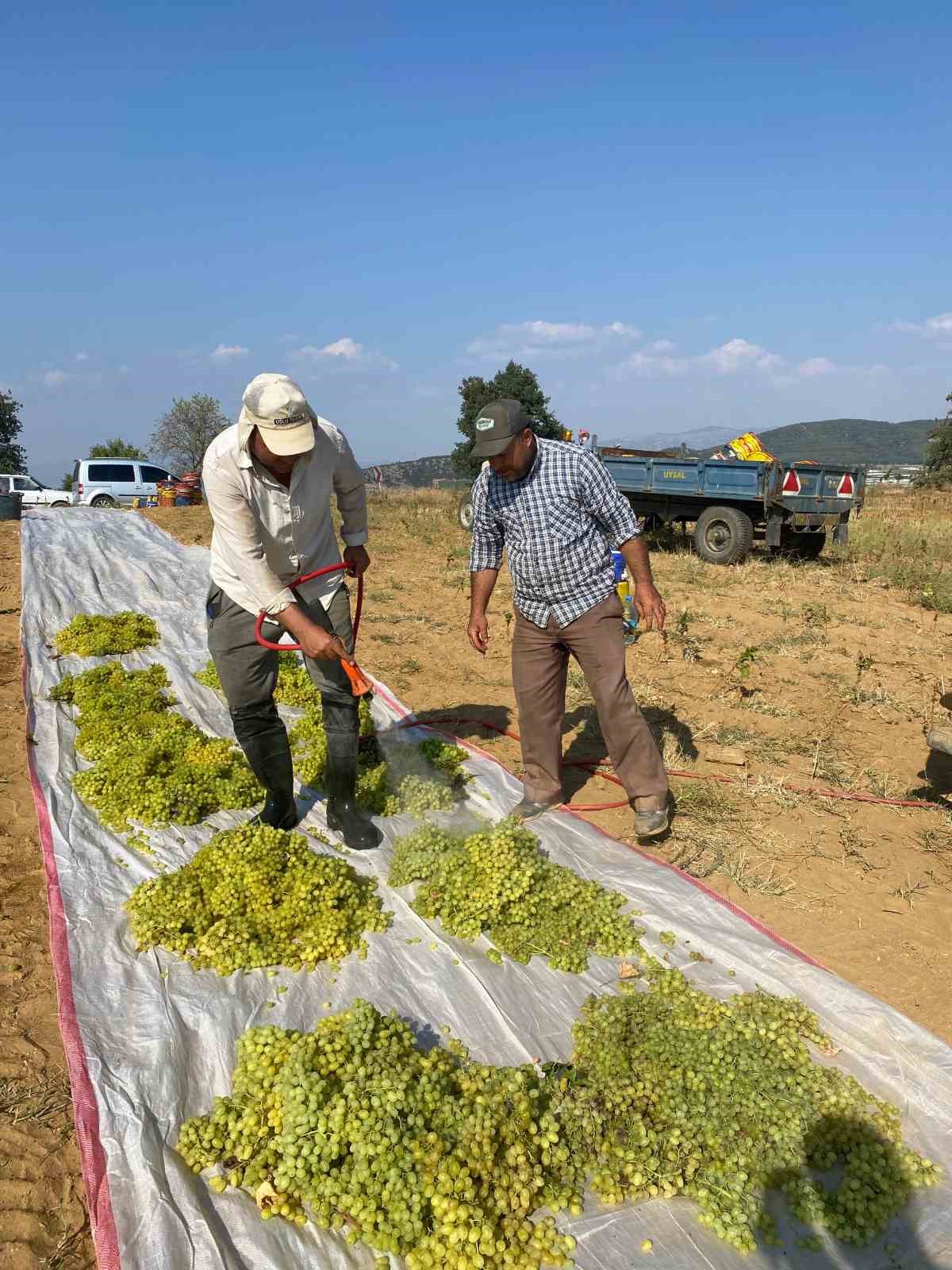 Sumalık üzümde fiyat düştü üreticiler kurutmaya yöneldi