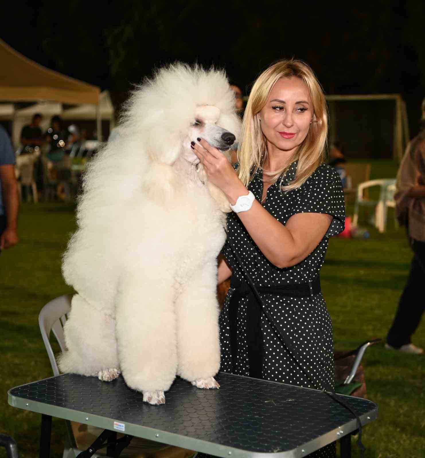 Kuşadası&rsquo;nda renkli k&ouml;pek ş&ouml;leni: &rsquo;International Dog Show&rsquo; sona erdi
