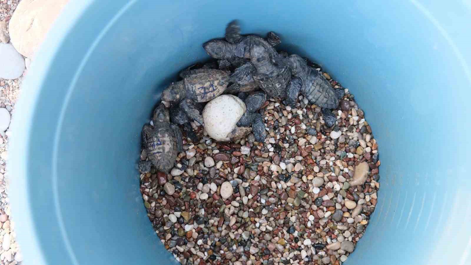 Çıralı’da caretta caretta rekoru
