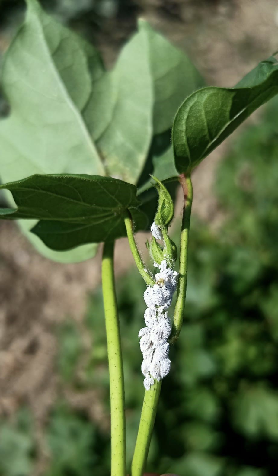 Aydın’da pamukta unlu bit mücadelesi sürüyor