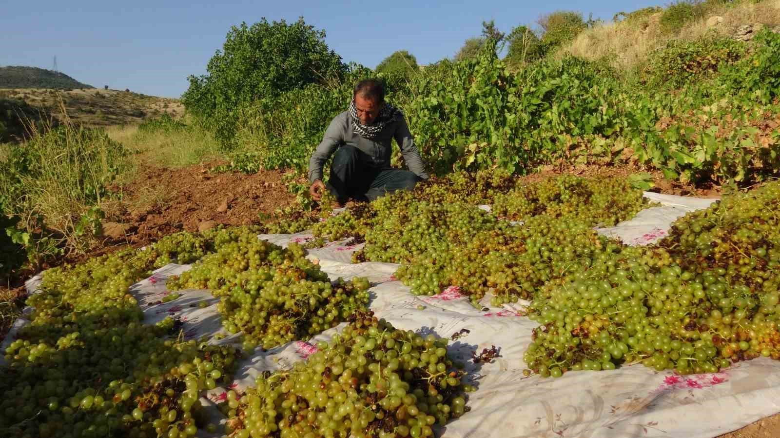 Gercüş’te kuru üzüm çeşitlerinin sergilenmesine başlandı