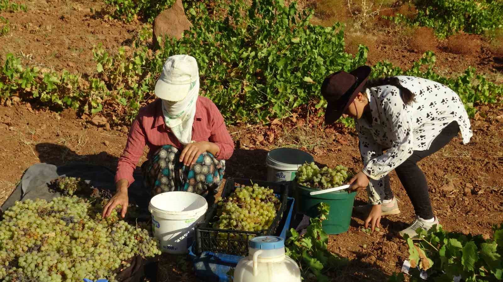 Gercüş’te kuru üzüm çeşitlerinin sergilenmesine başlandı
