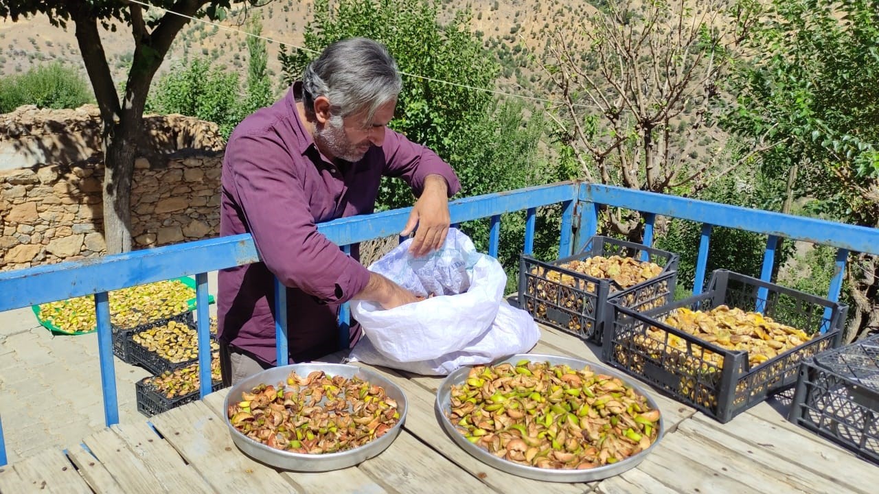 Uzun kış gecelerinde tüketmek için meyveler damlarda kurutuluyor