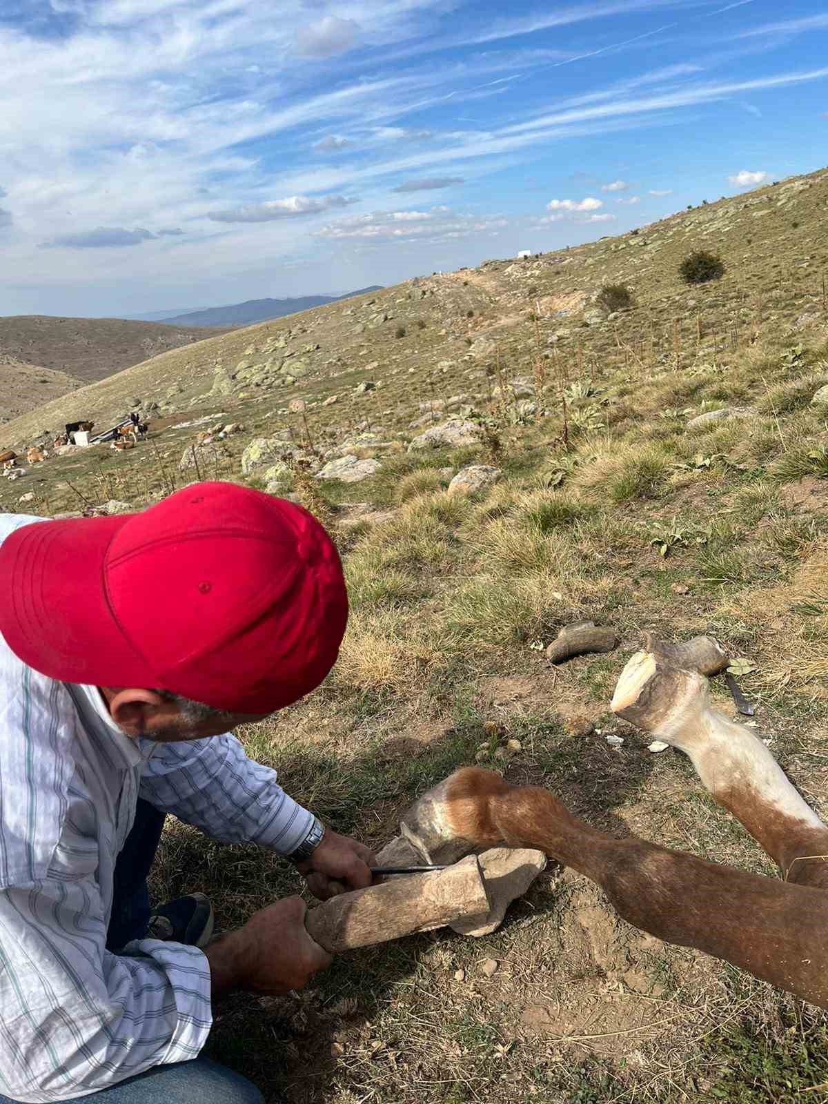 Tırnağı uzadığı için yürümekte zorluk çeken yılkı atını dağda tedavi ettiler
